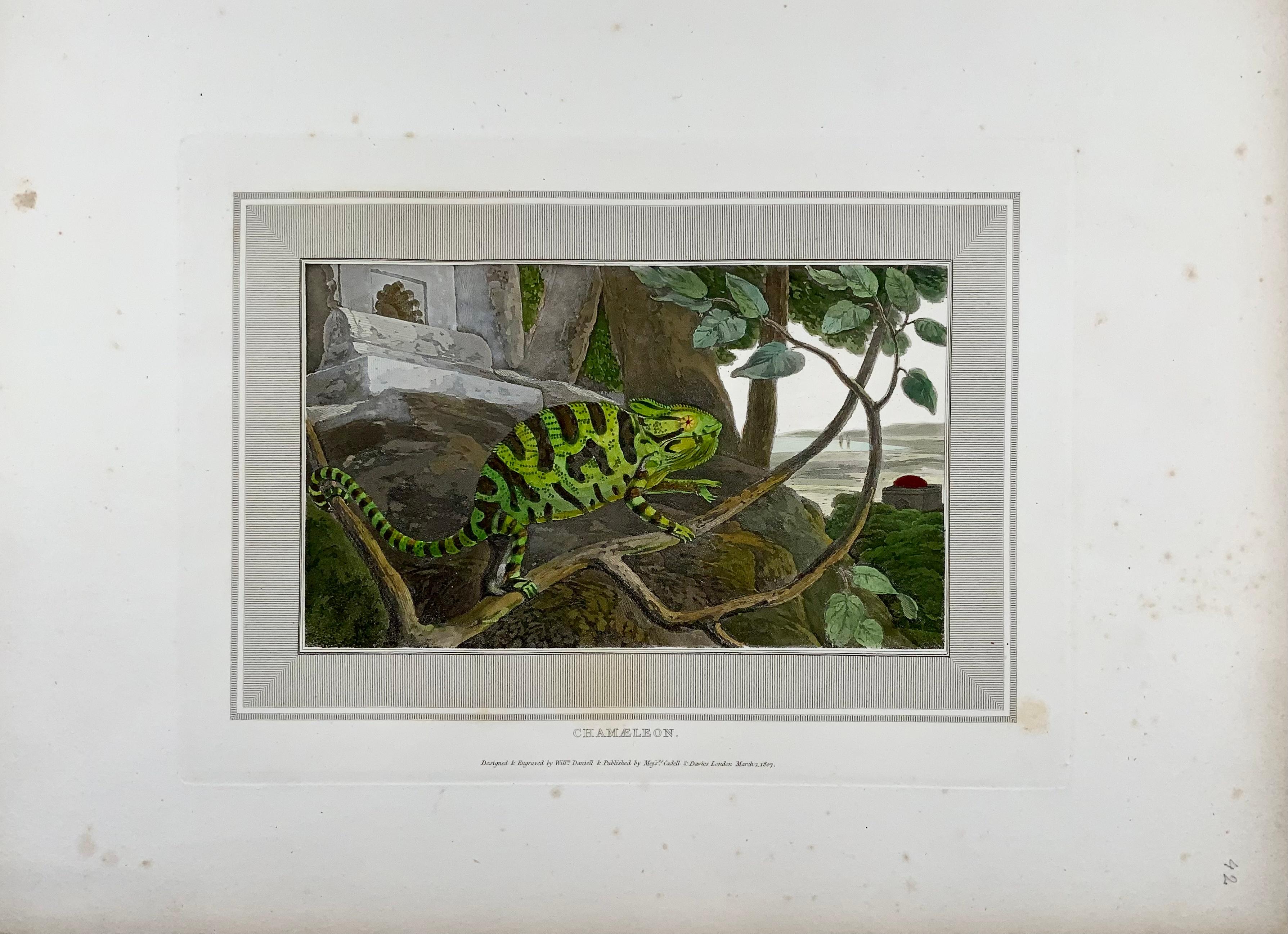 Anglais William Daniell, Chameleon, reptile, aquatinte colorée à la main, 1807 en vente