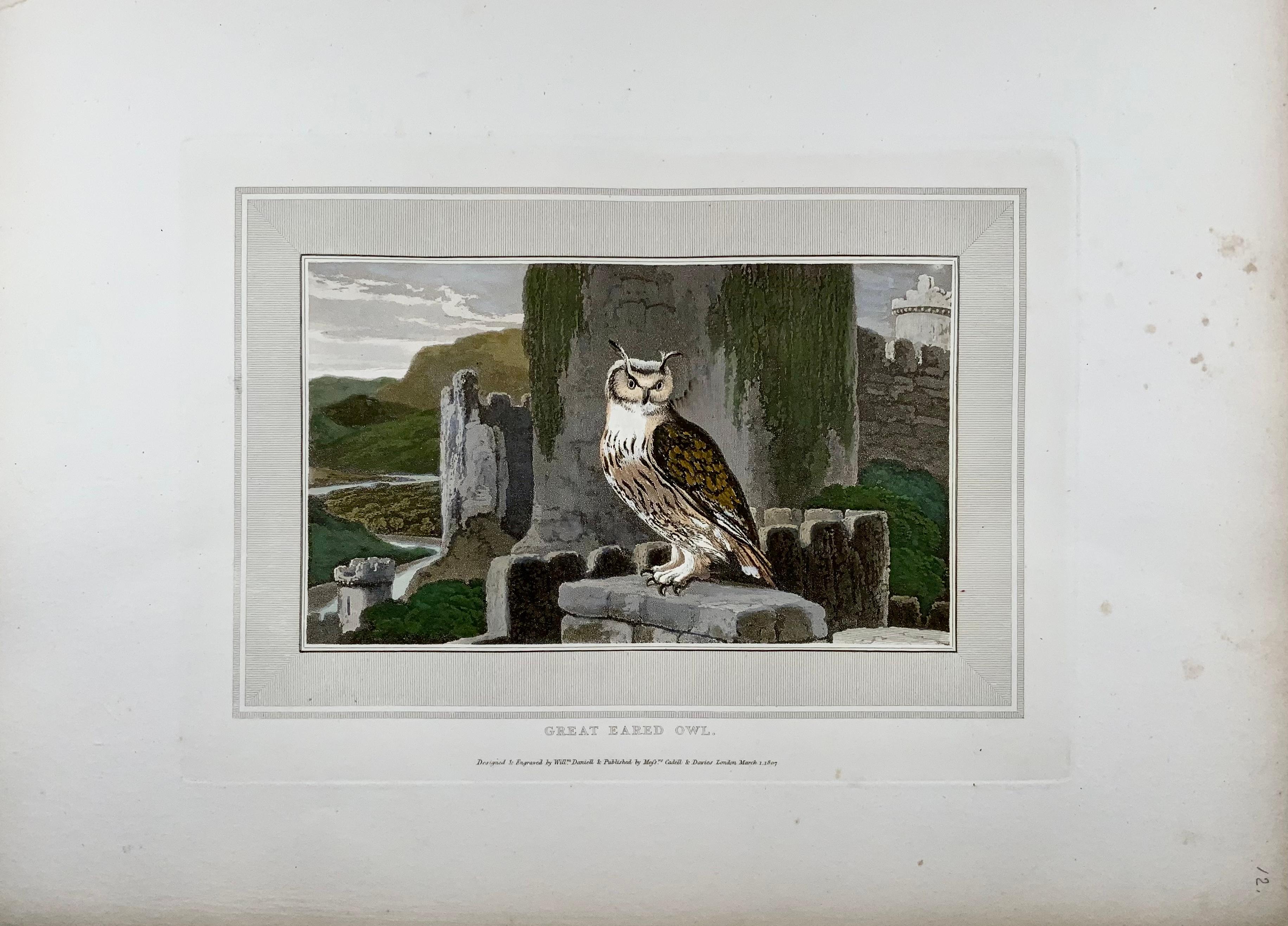 Designed and engraved by William Daniell for his work “Interesting Selections from Animated Nature.” 

Published by Cadell & Davies, London. Aquatint engraving, 1807. 

From the deluxe edition on large paper with the engravings executed on chine