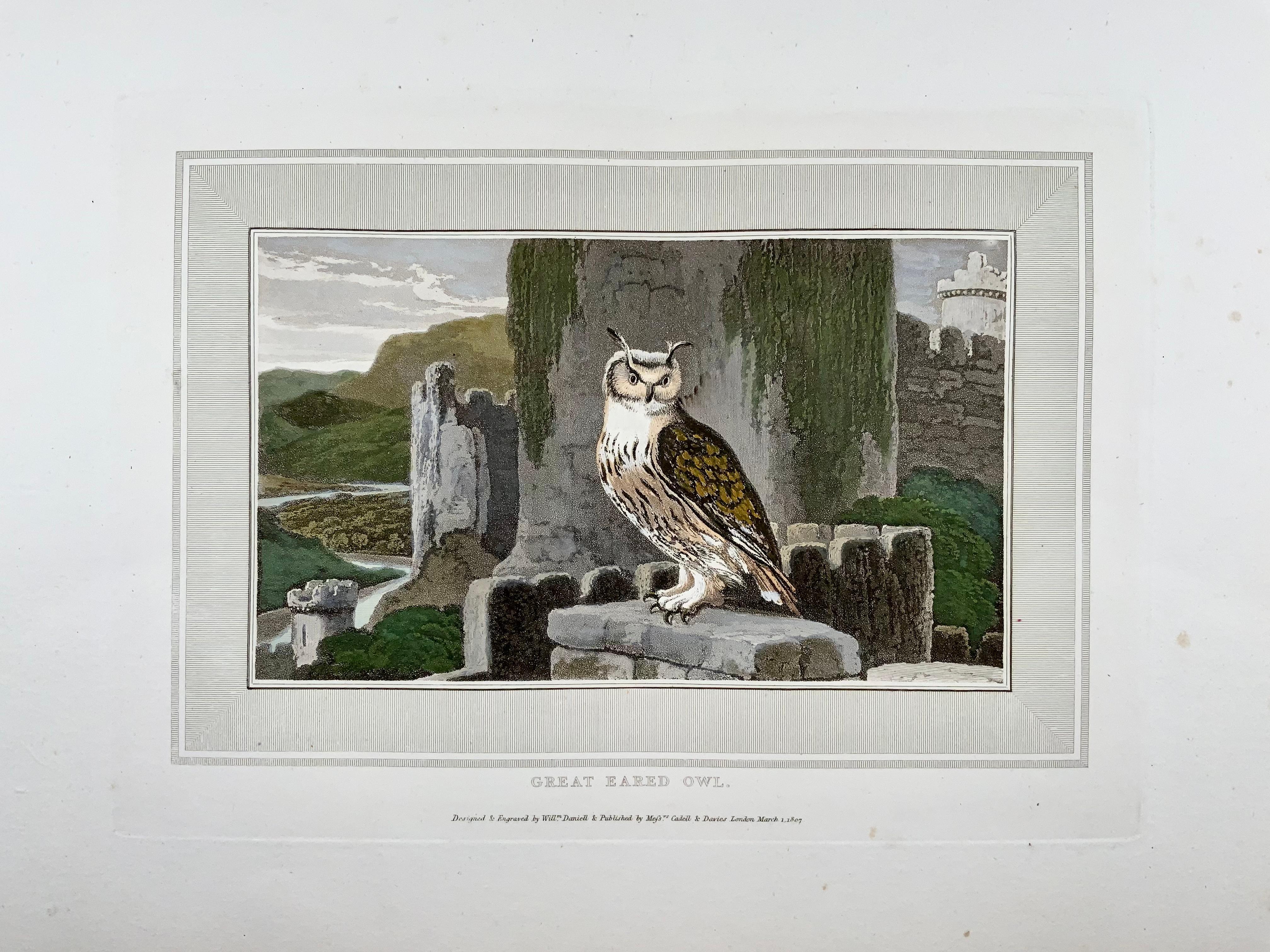 1807 William Daniell, Große eiförmige Eule, Ornithologie, handkolorierter Aquatinta (Georgian) im Angebot