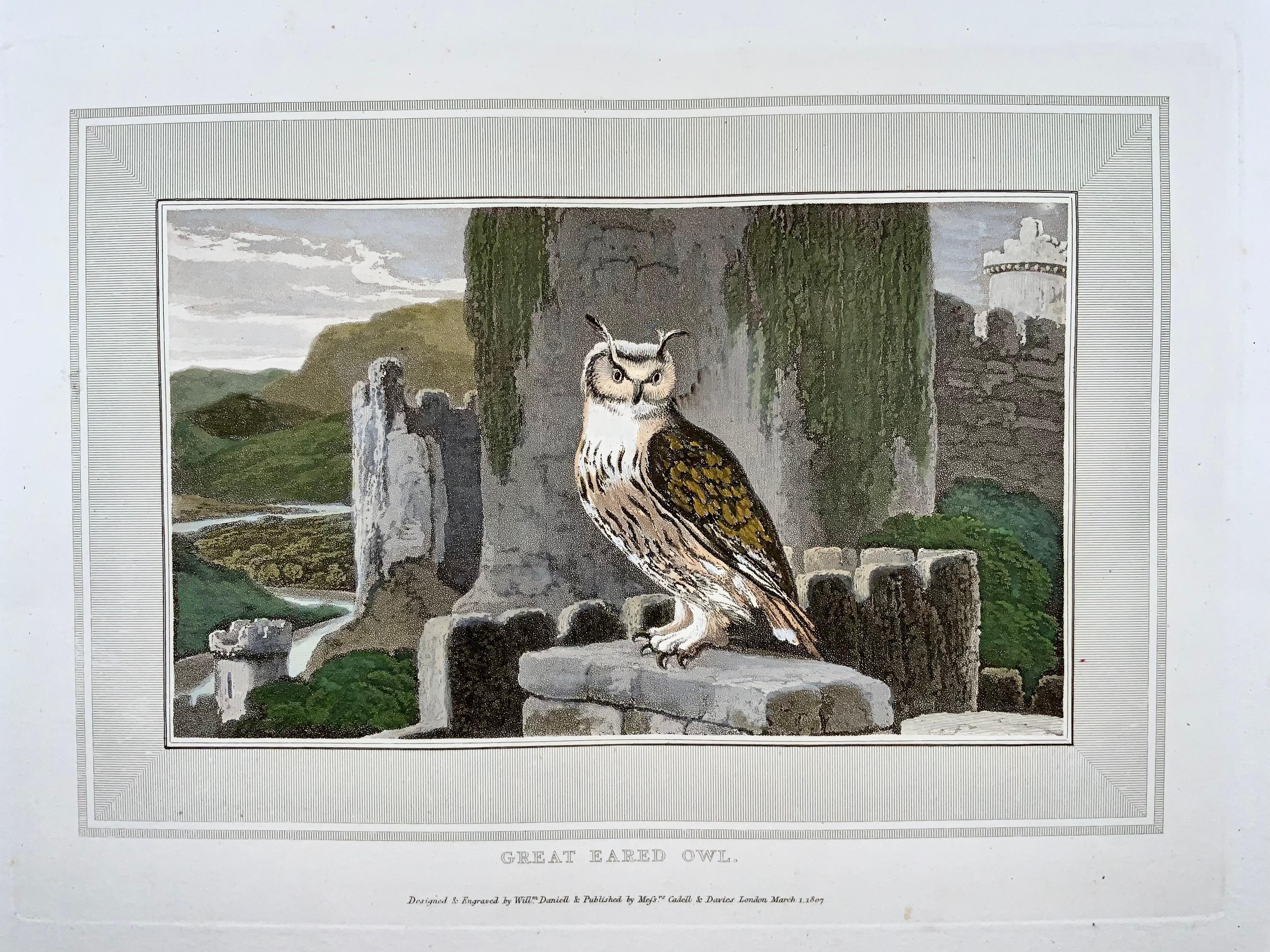 Anglais William Daniell, Hibou chevronné de grande taille, ornithologie, aquatinte colorée à la main, 1807 en vente
