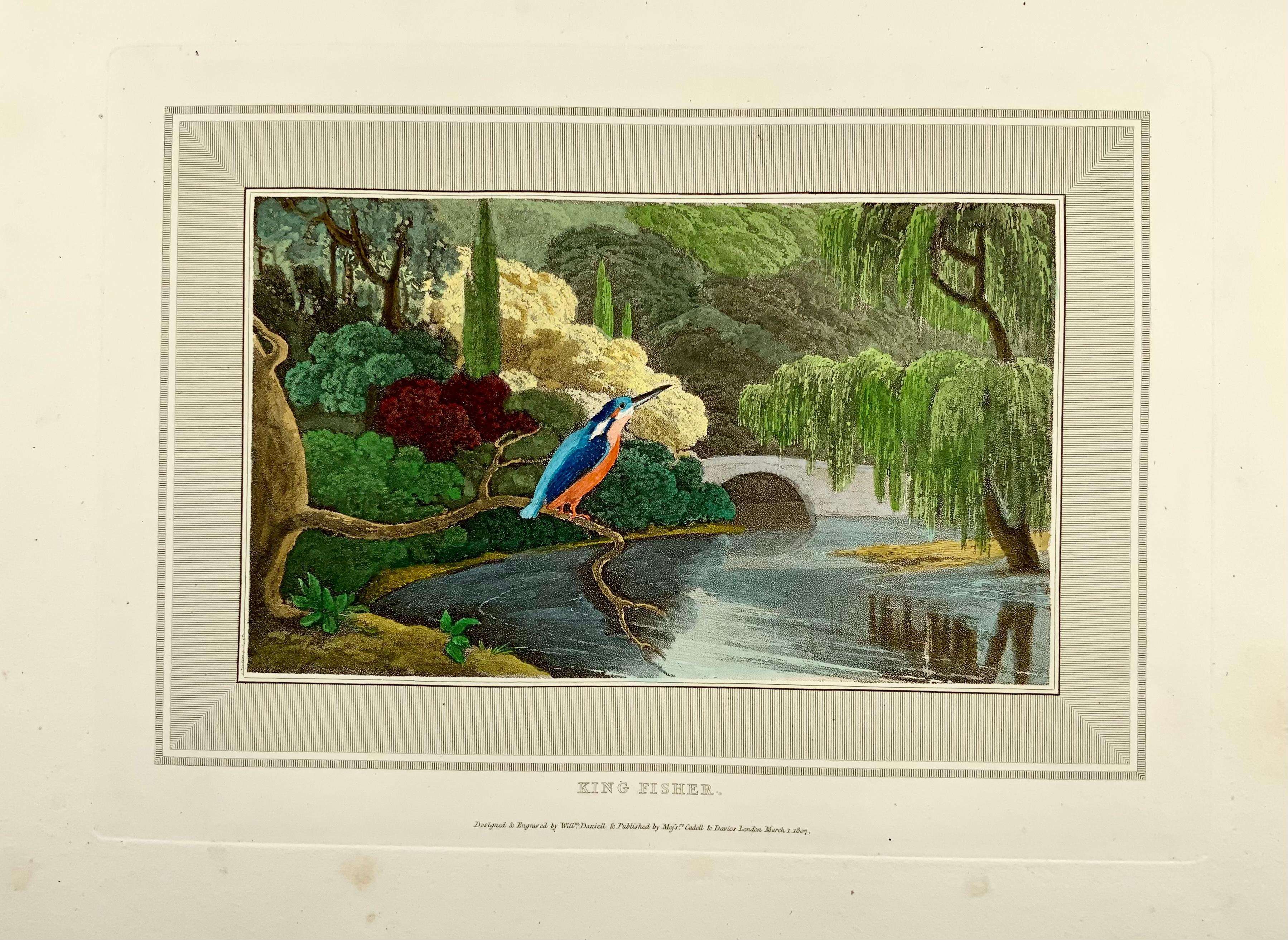 Georgien William Daniell, pêcheur de roi, ornithologie, aquatinte colorée à la main, 1807 en vente