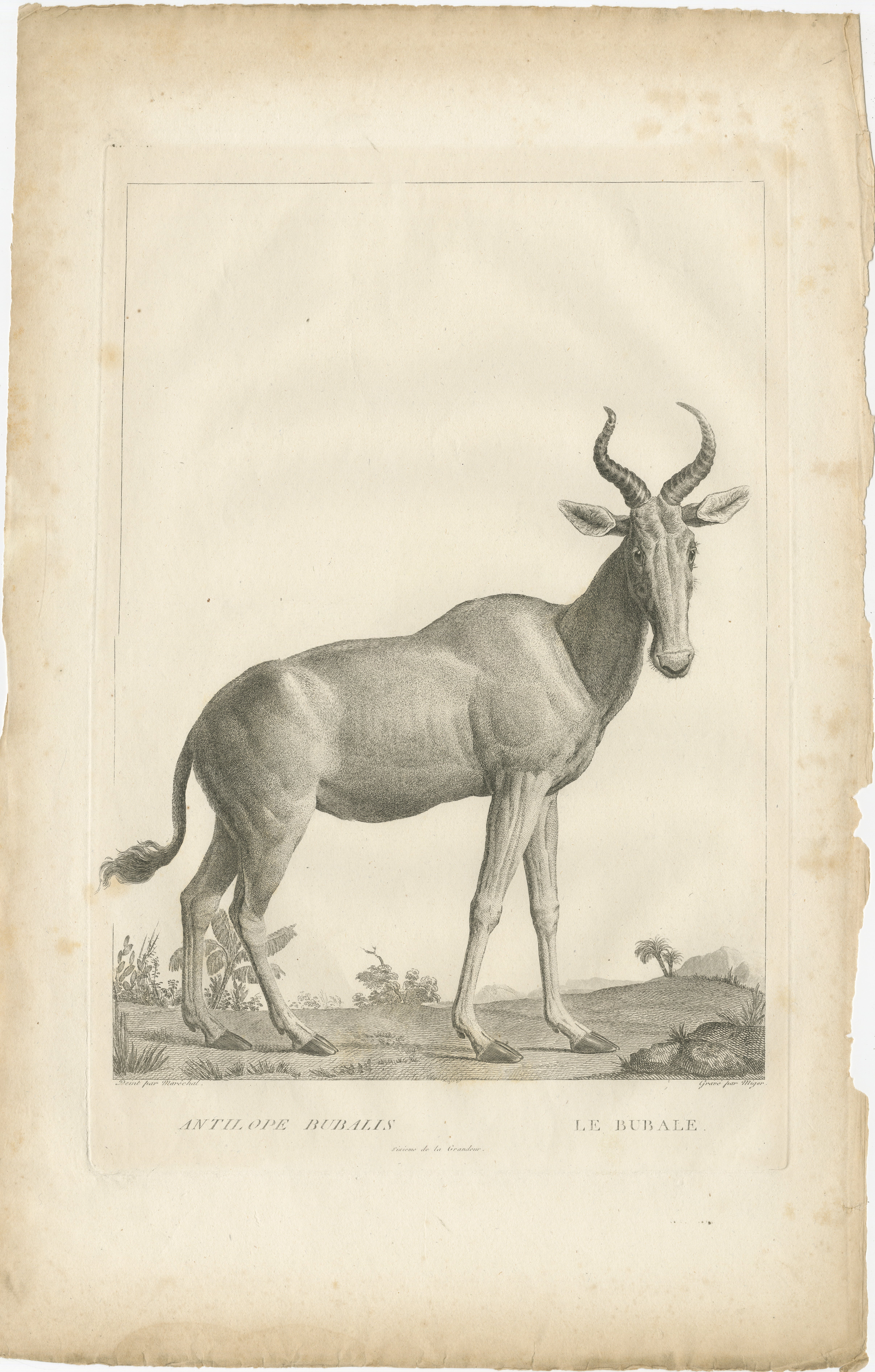 Dieser Druck mit dem Titel *Antilope Bubalis - Le Bubale* wurde 1808 in Paris von dem Künstler und Kupferstecher S.C. geschaffen. Miger. 

Es zeigt die afrikanische Antilopenart, die gemeinhin als Kuhantilope (Alcelaphus buselaphus) bekannt ist, in