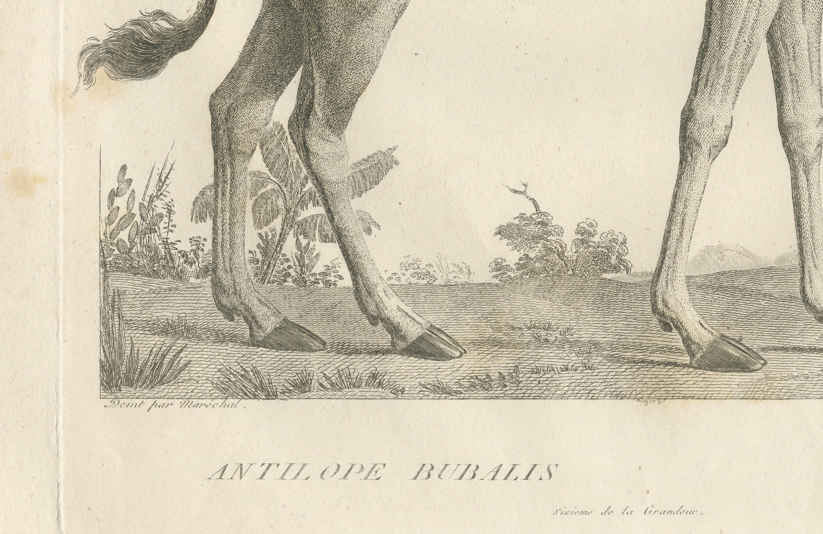 1808 Gravur der Antelope Bubalis von S.C. Miger: Detaillierte Zoologische Studie (Graviert) im Angebot