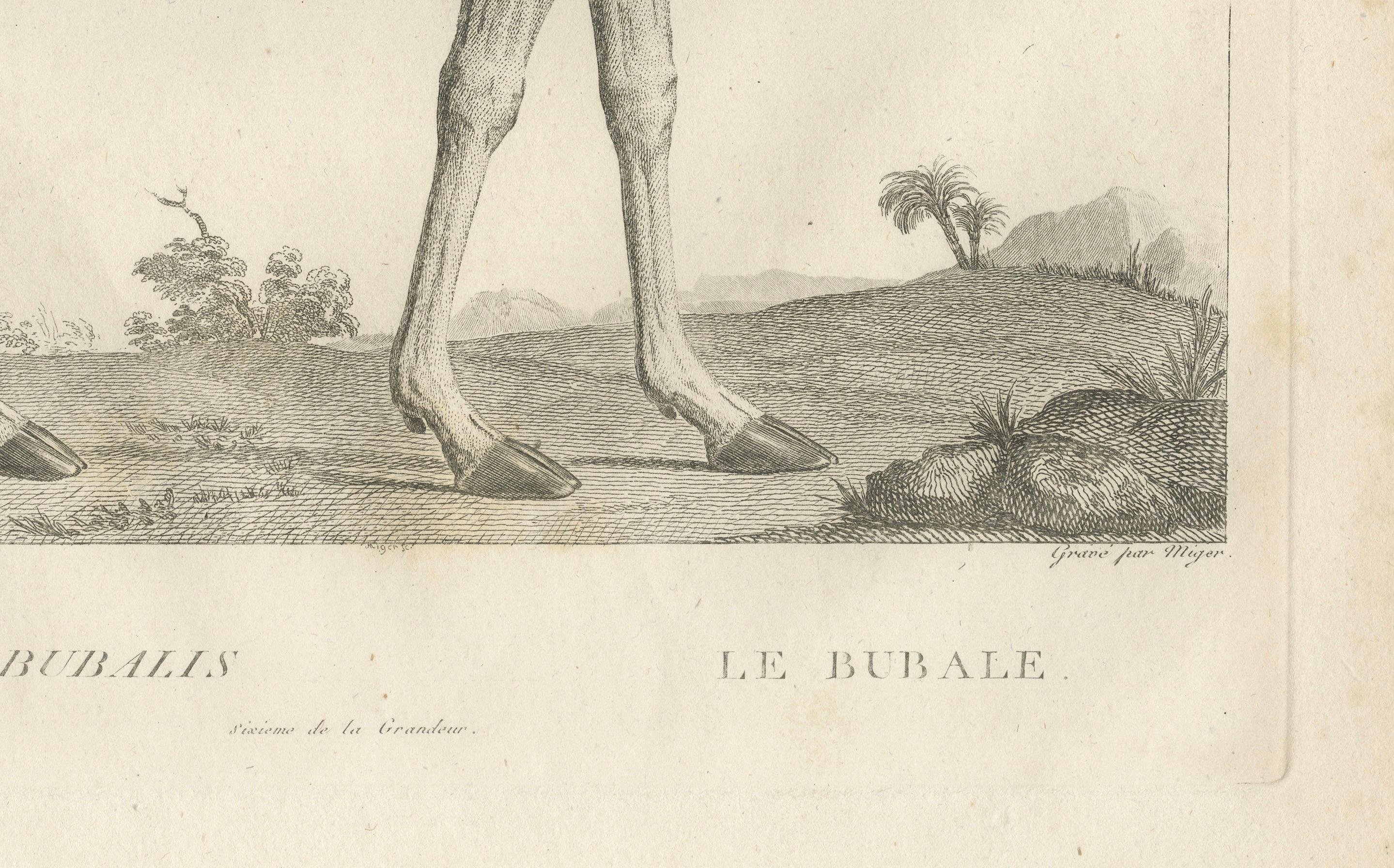 1808 Gravur der Antelope Bubalis von S.C. Miger: Detaillierte Zoologische Studie im Zustand „Gut“ im Angebot in Langweer, NL