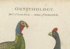 1811 Ornithology Gallinae Plate IV - Antique Poultry Print