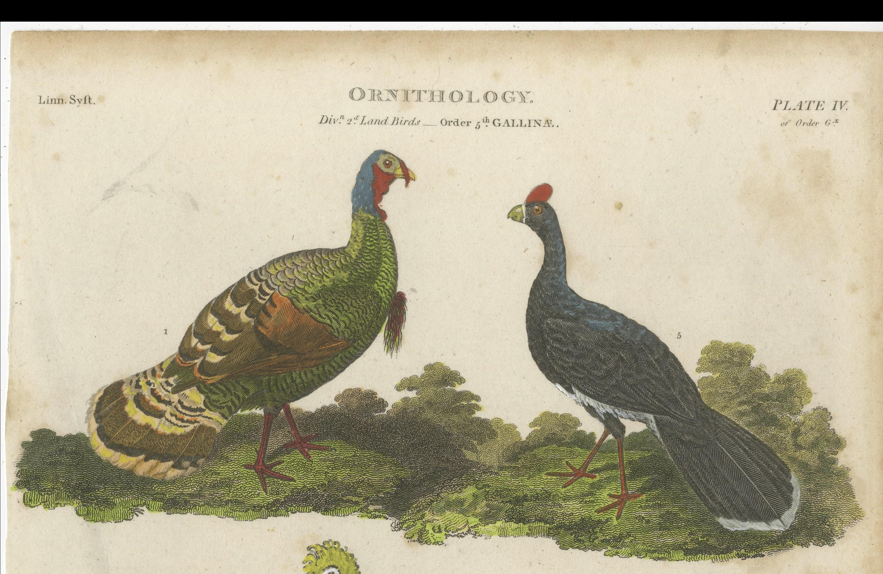 1811 Ornithology Gallinae Plate IV - Antique Poultry Print In Good Condition For Sale In Langweer, NL