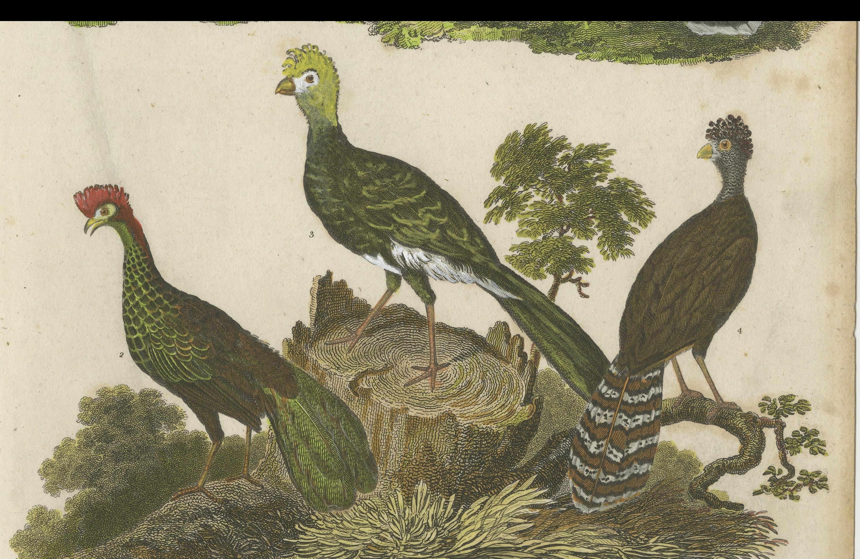 18th Century 1811 Ornithology Gallinae Plate IV - Antique Poultry Print For Sale