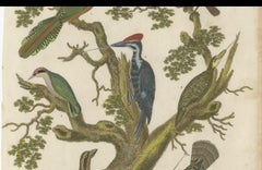 1811 Ornitologia Uccelli di terra Piatto VI - Stampa antica Piciformi