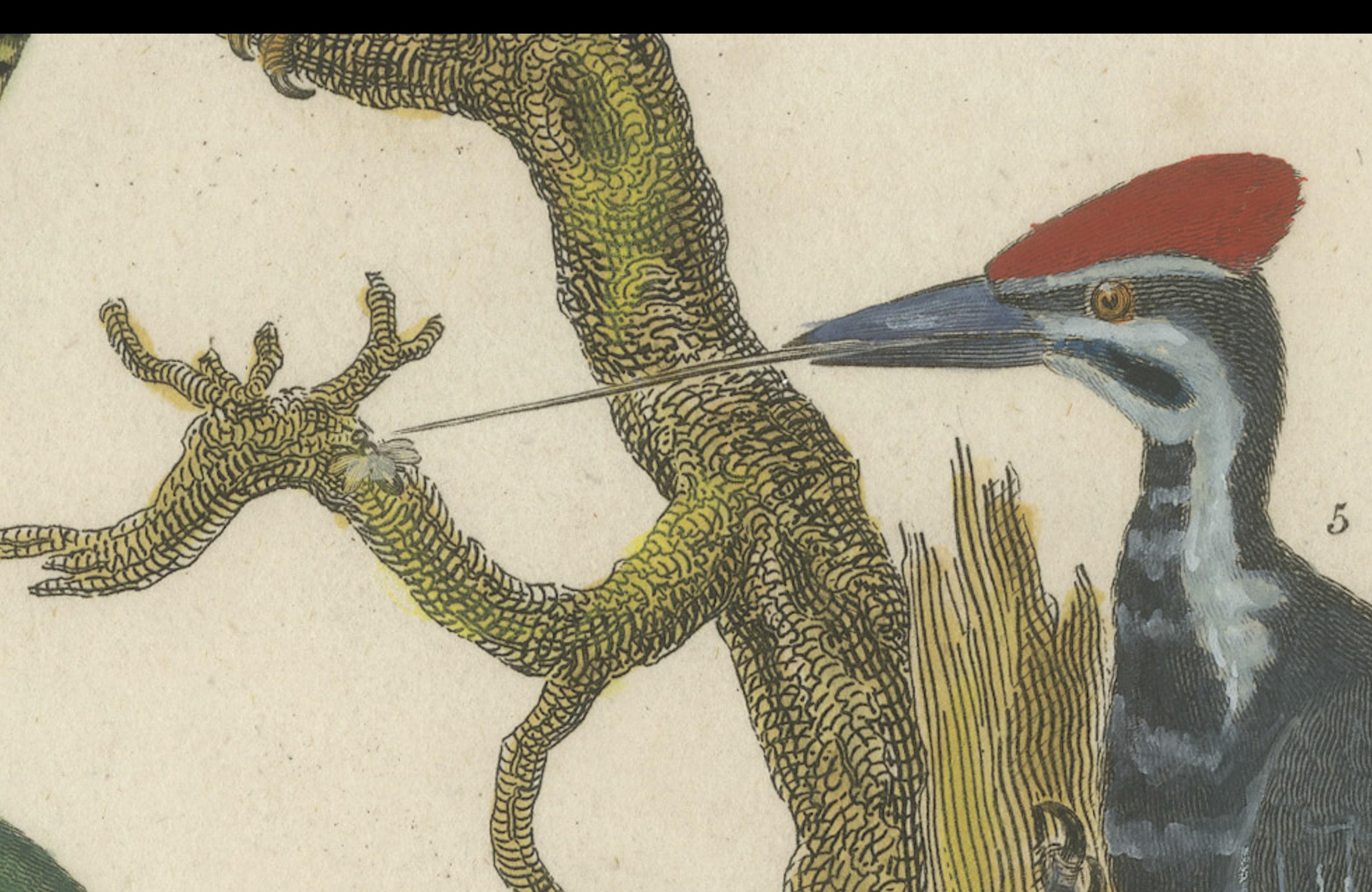 Engraved 1811 Ornithology Land Birds Plate VI - Antique Piciformes Print For Sale