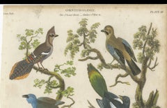 Ornithology Piciformes Plate III - Antique Bird Engraving, 1811