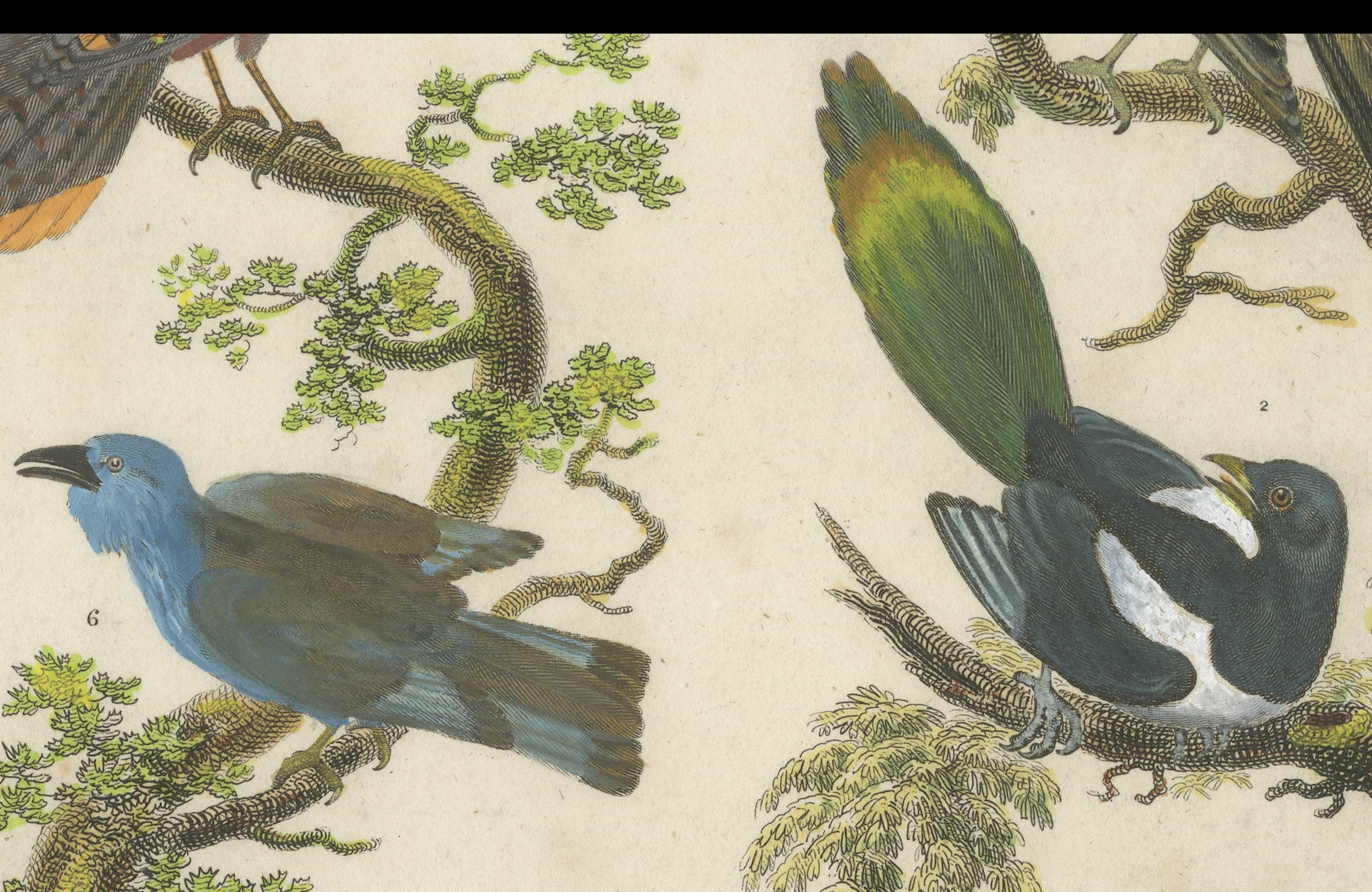 Engraved 1811 Ornithology Piciformes Plate III - Antique Bird Engraving For Sale