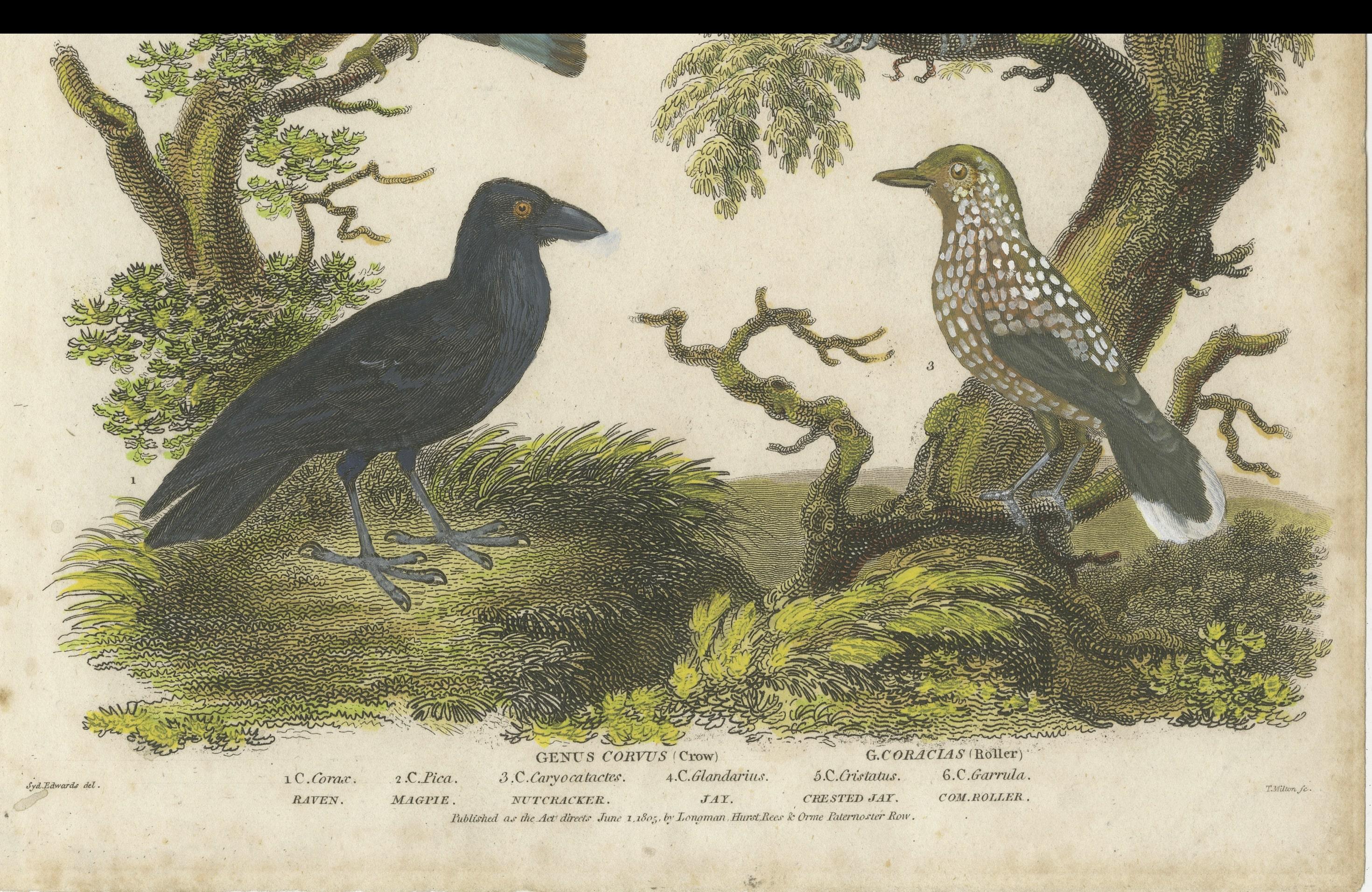 1811 Ornithology Piciformes Plate III - Antique Bird Engraving In Good Condition For Sale In Langweer, NL