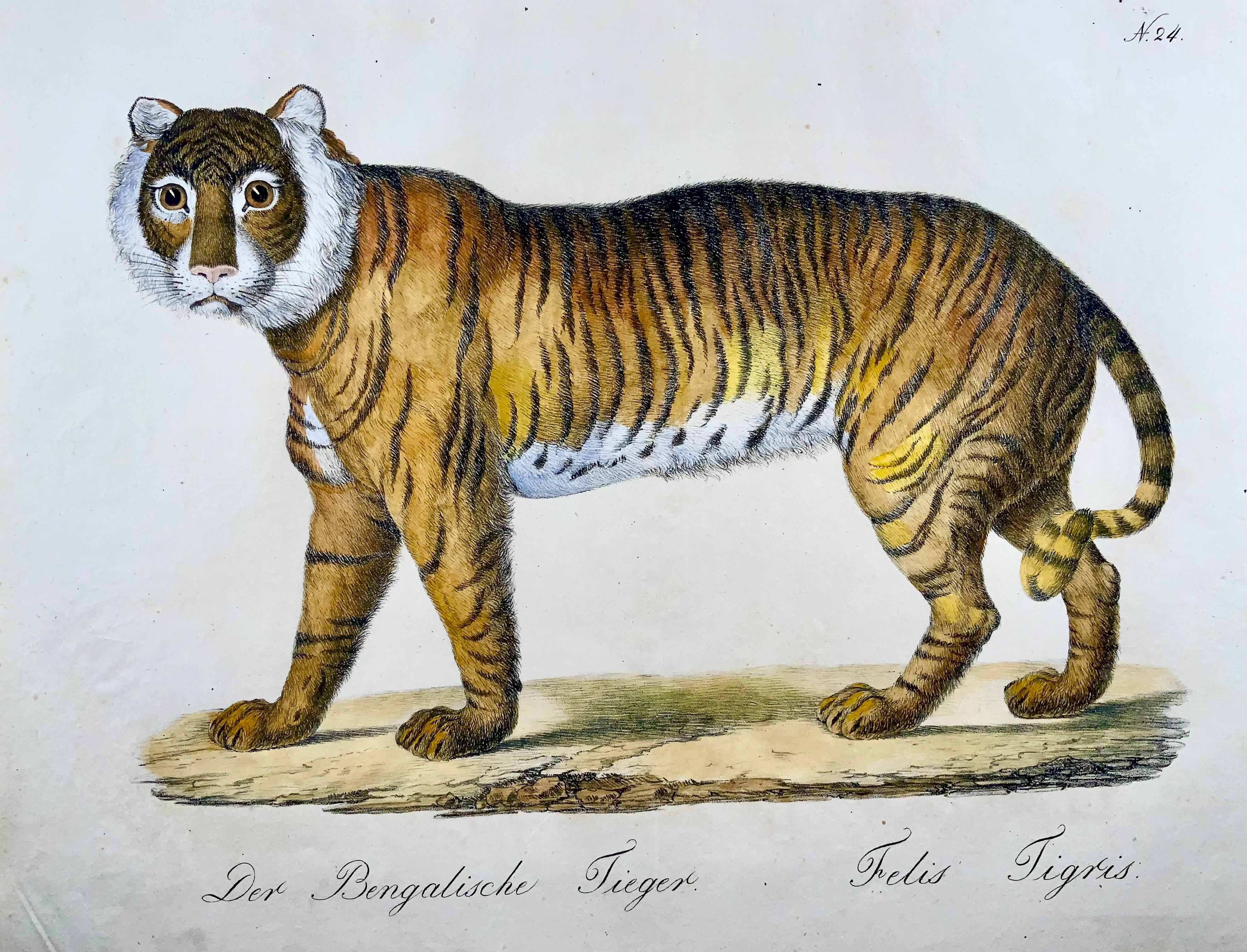 color of bengal tiger