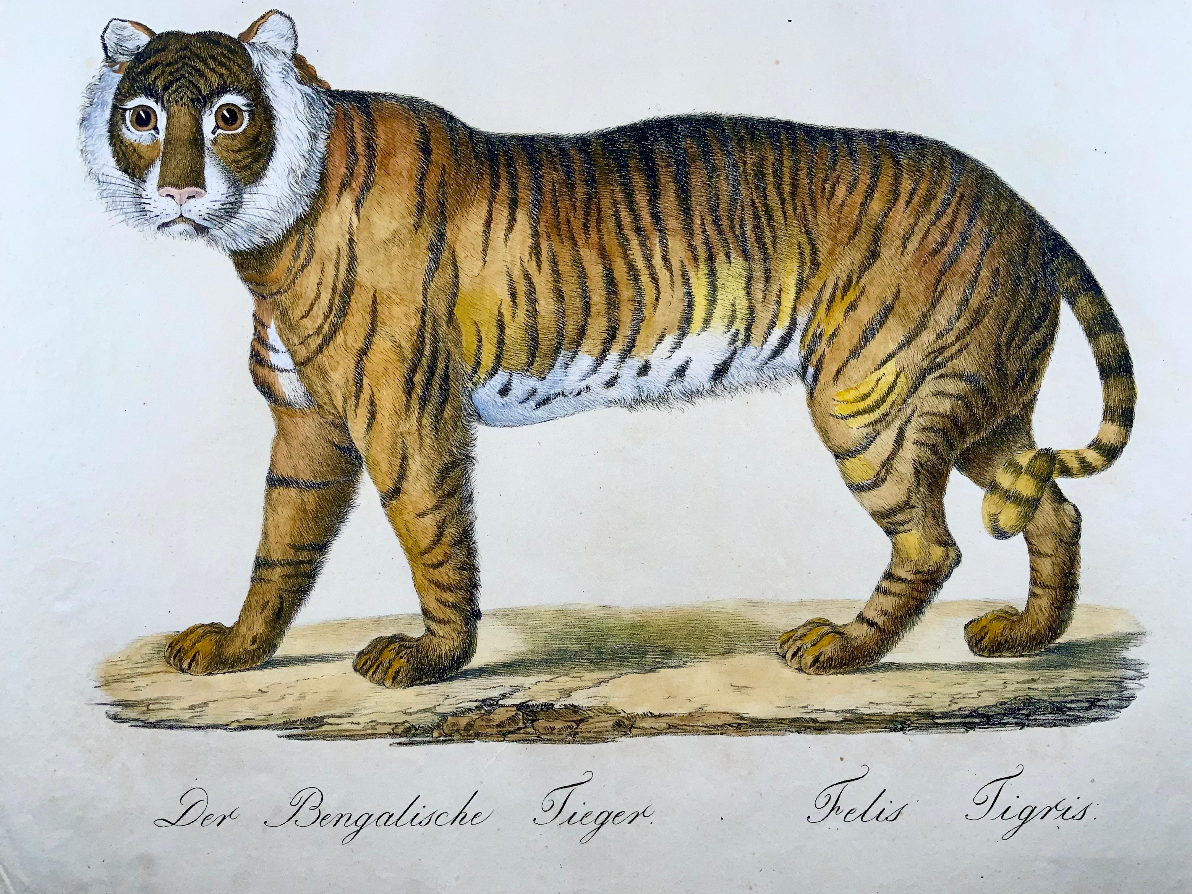 Georgian 1816 Bengal Tiger, Imp. Folio 'Incunabula of Lithography' Hand Color For Sale