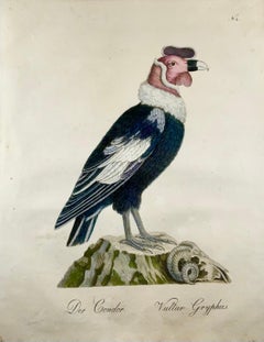 1816 CONDOR - K. Jos. Brodtmann - Imp. folio 42.5 cm 'Incunabula of Lithography'