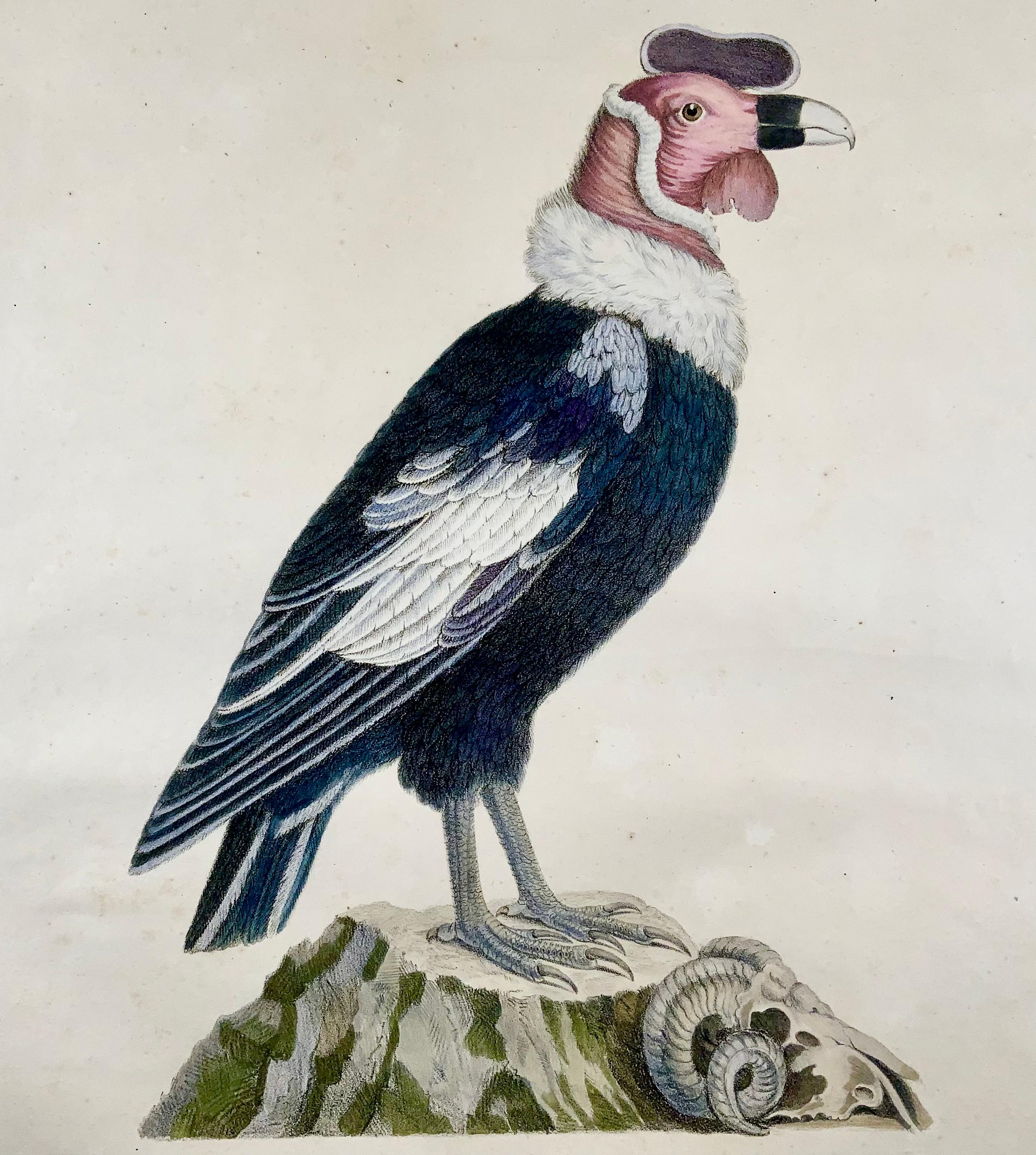 condor de 1816