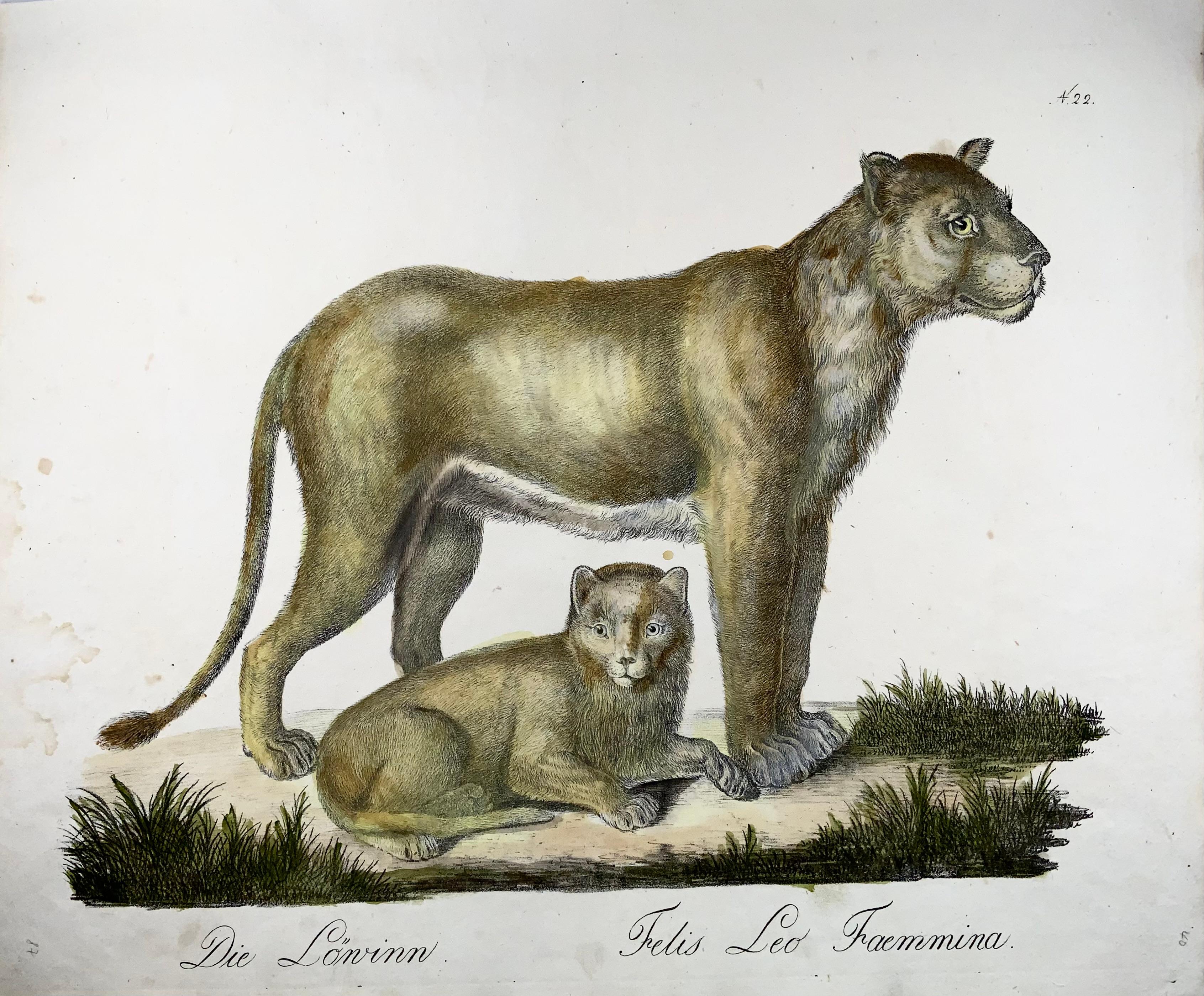Die Loewinn // Felis Leo Faemmina

Landmark stone lithograph on fine Ziegler watermarked paper.

Extremely rare 

1816 antique hand colored stone lithograph by Carl Joseph Brodtmann from his extremely rare series:

Naturhistorische Bilder