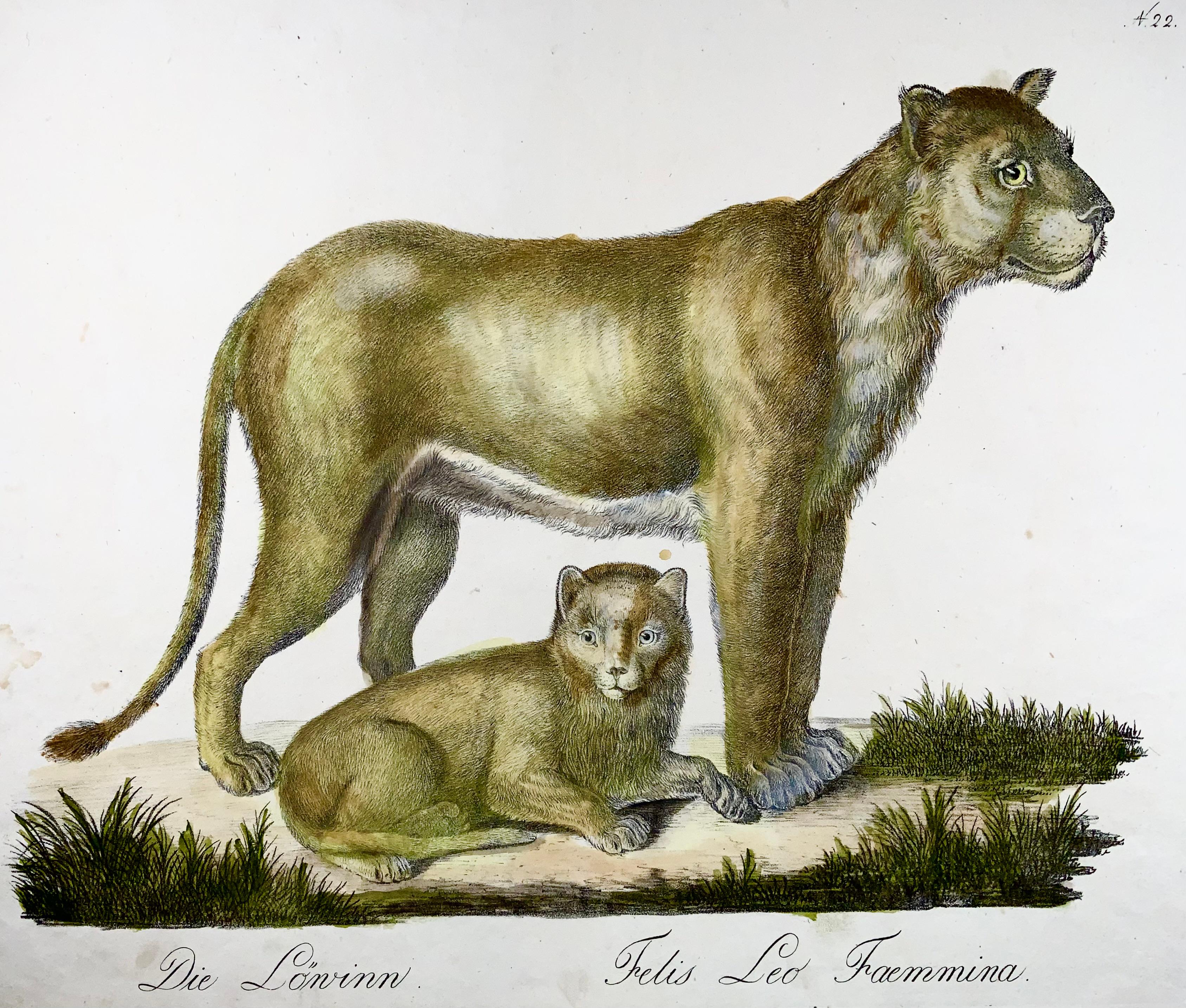 1816 Löwe, Brodtmann, Imp. Folie 42,5 cm, Incunabula der Lithografie (Georgian) im Angebot