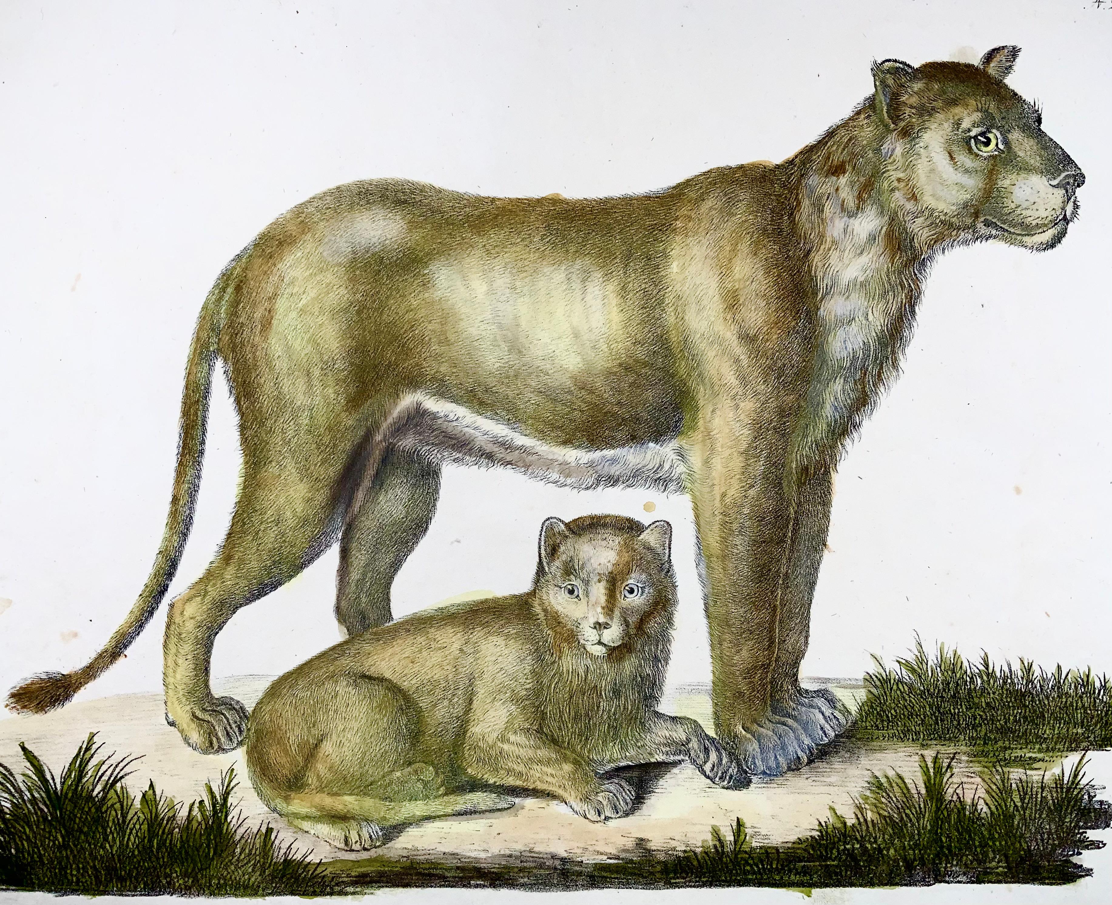 Georgian 1816 Lioness, Brodtmann, Imp, Folio, Incunabula of Lithography For Sale