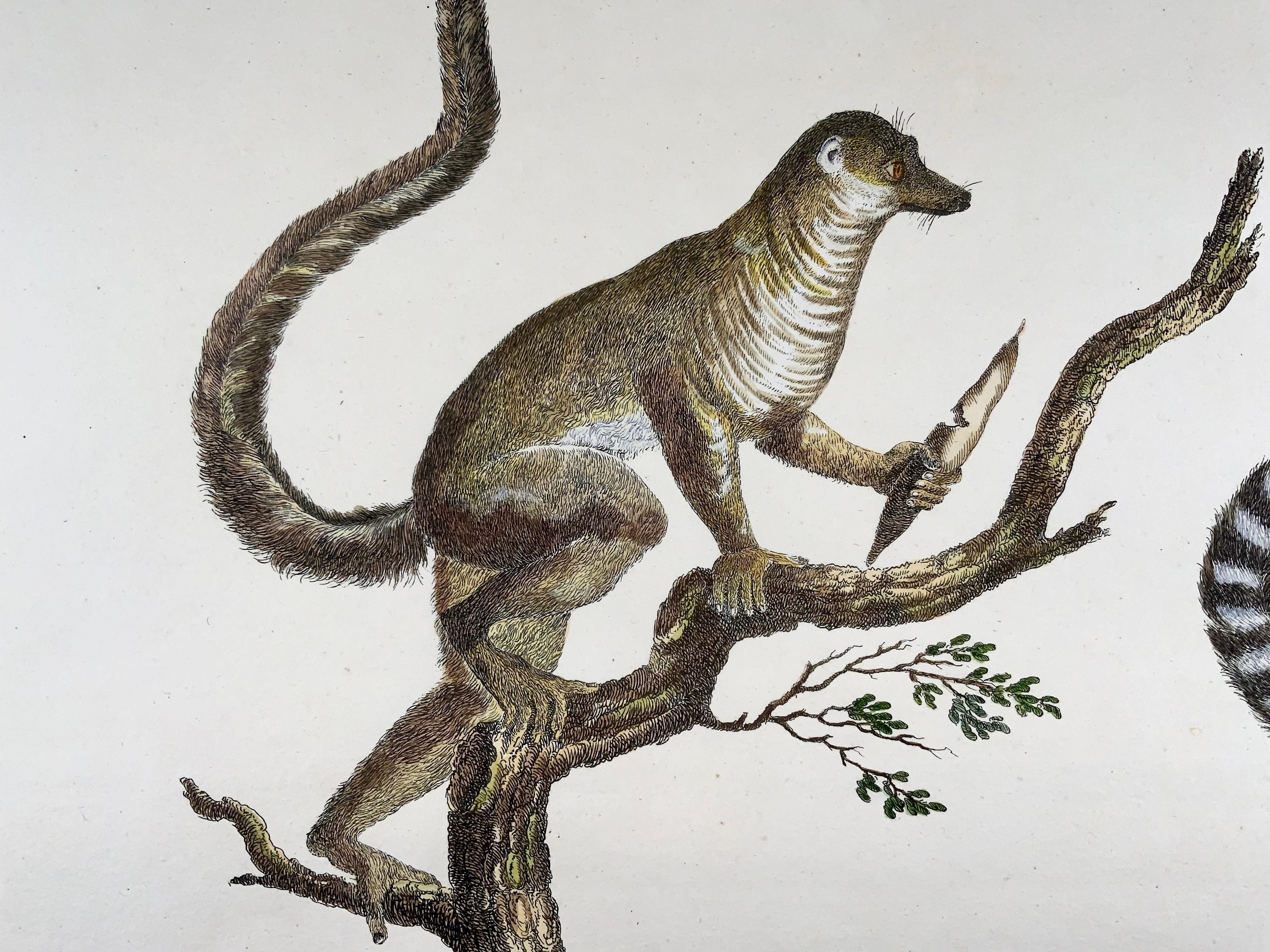 1816 Mongoose Lemur, Imp. Folio 'Incunabula der Lithografie' Handkolor (Georgian) im Angebot