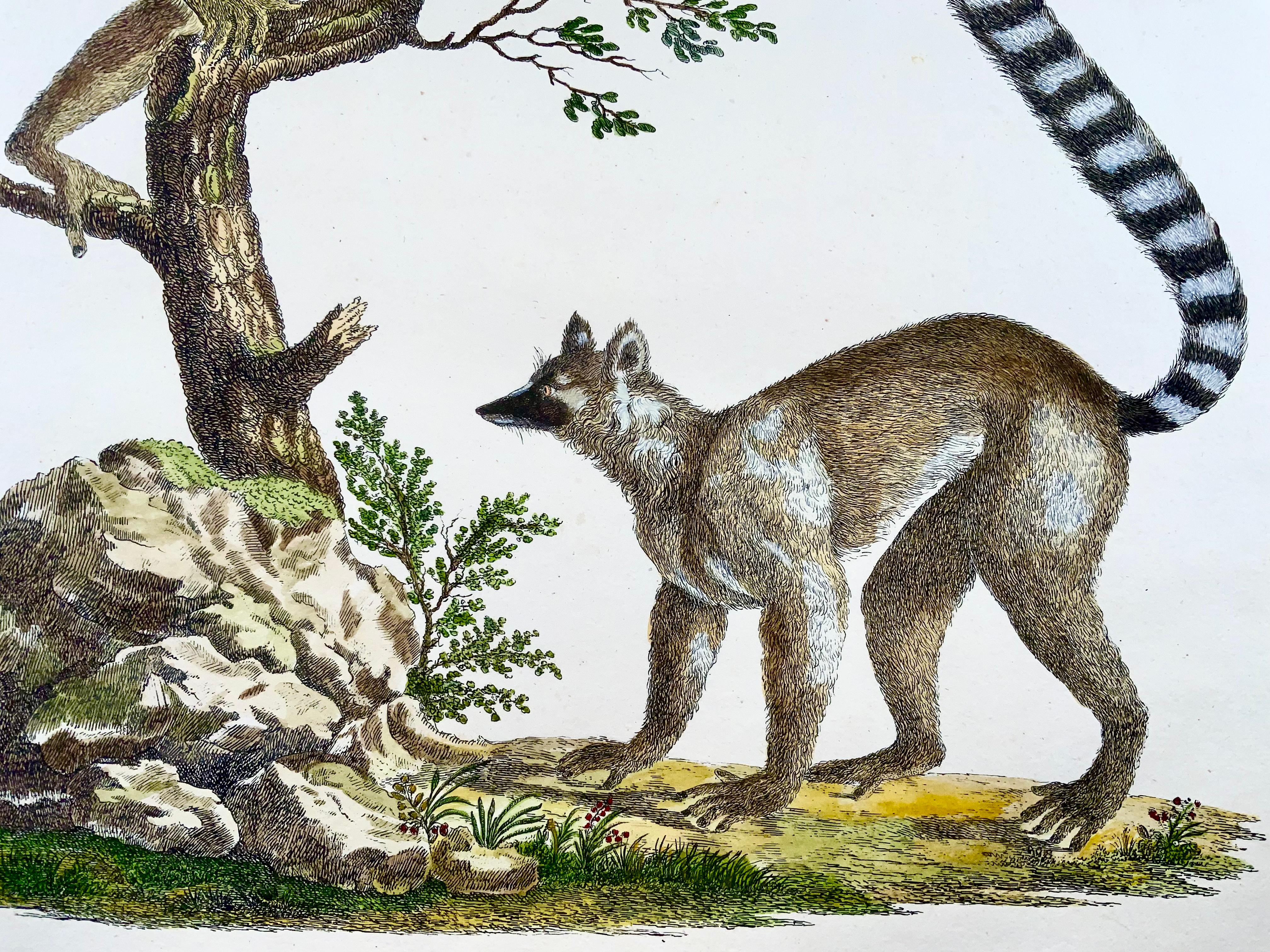 1816 Mongoose Lemur, Imp. Folio 'Incunabula der Lithografie' Handkolor (Schweizerisch) im Angebot