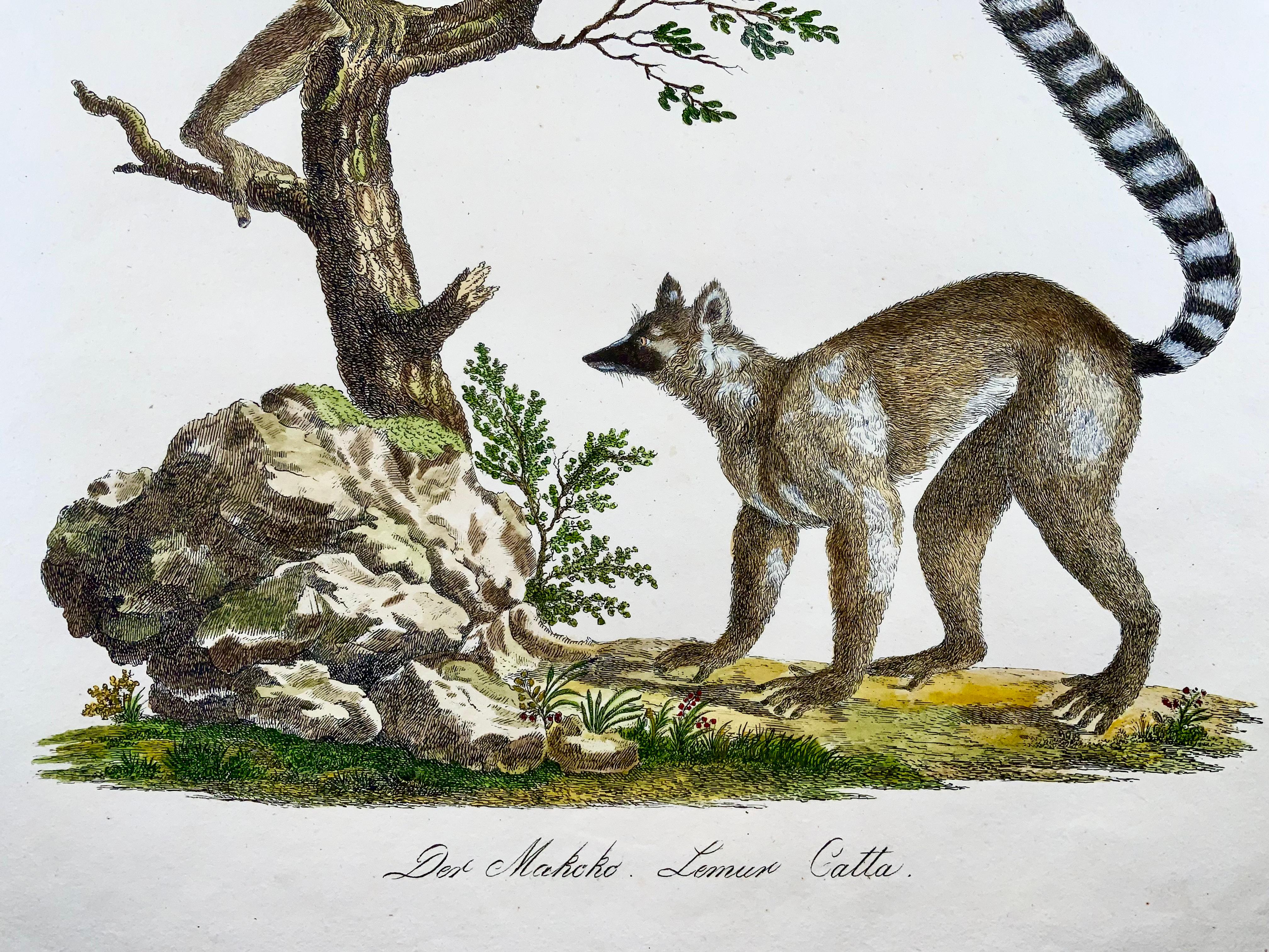 Georgian 1816 Mongoose Lemur, Imp. Folio 'Incunabula of Lithography' Hand Color For Sale