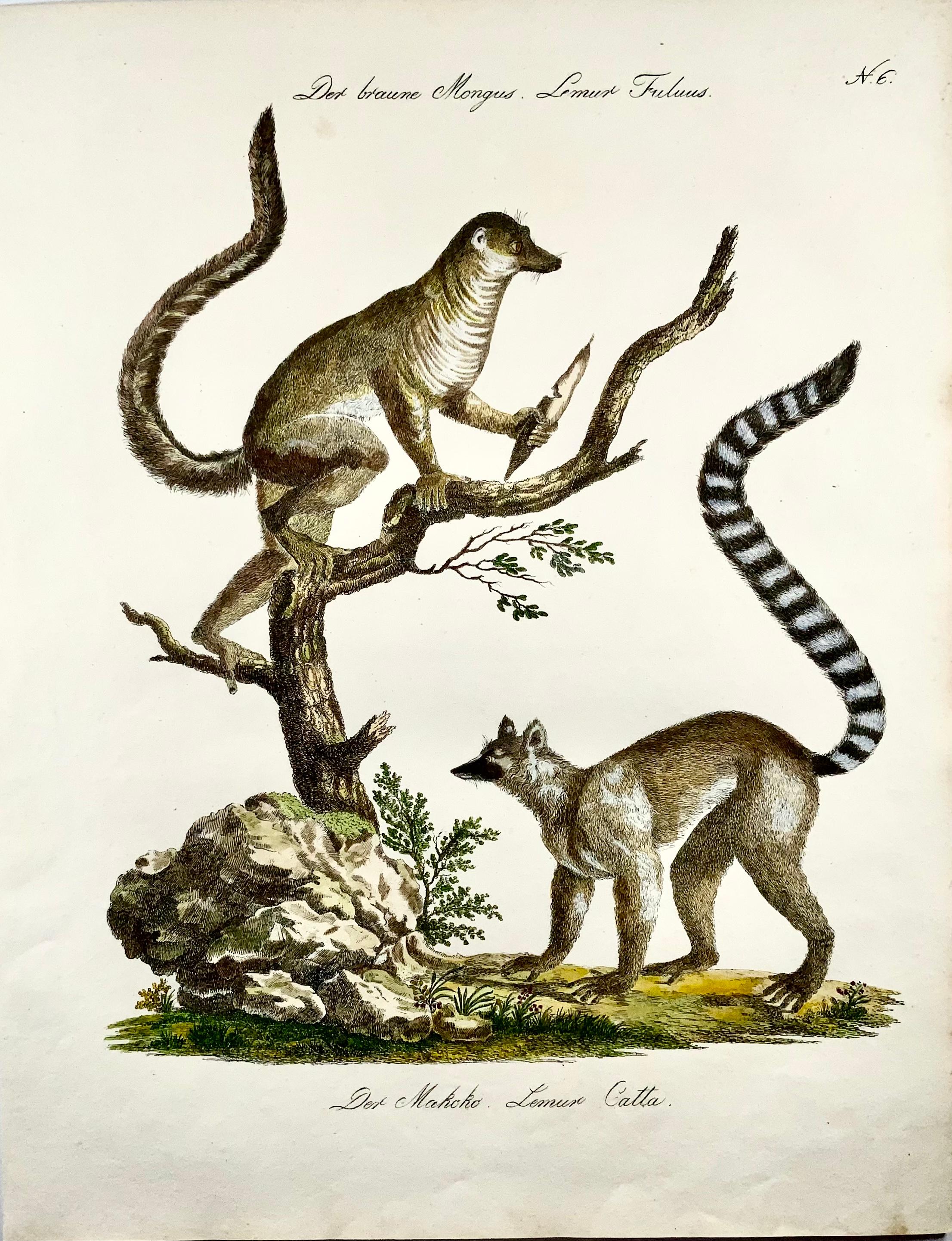 Hand-Painted 1816 Mongoose Lemur, Imp. Folio 'Incunabula of Lithography' Hand Color For Sale
