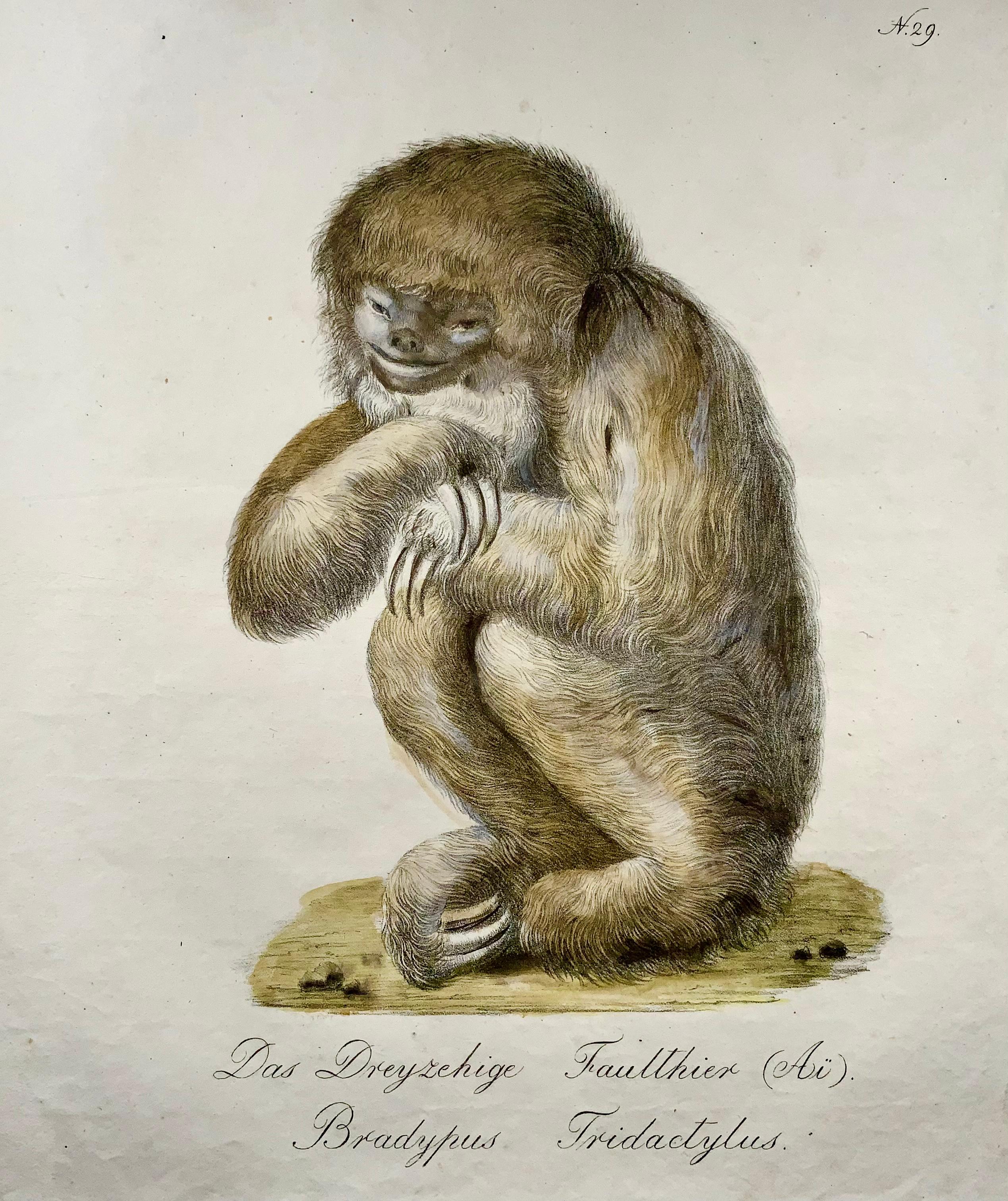 Georgian 1816 Sloth, Brodtmann, Imp. Folio, Incunabula of Lithography For Sale