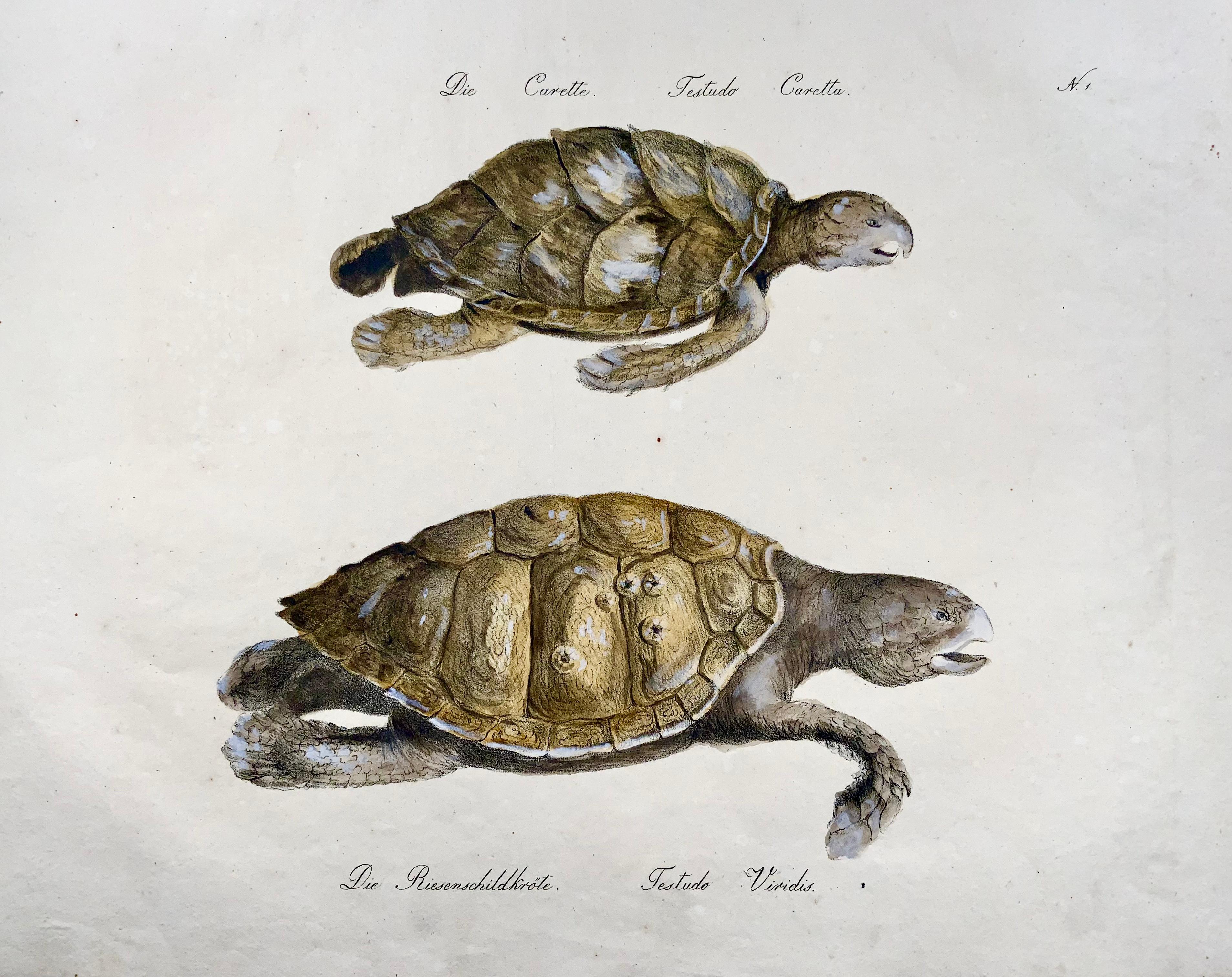 Georgien Turtles, Brodtmann, Imp. folio 42,5 cm, incunabulaire de la lithographie, 1816 en vente