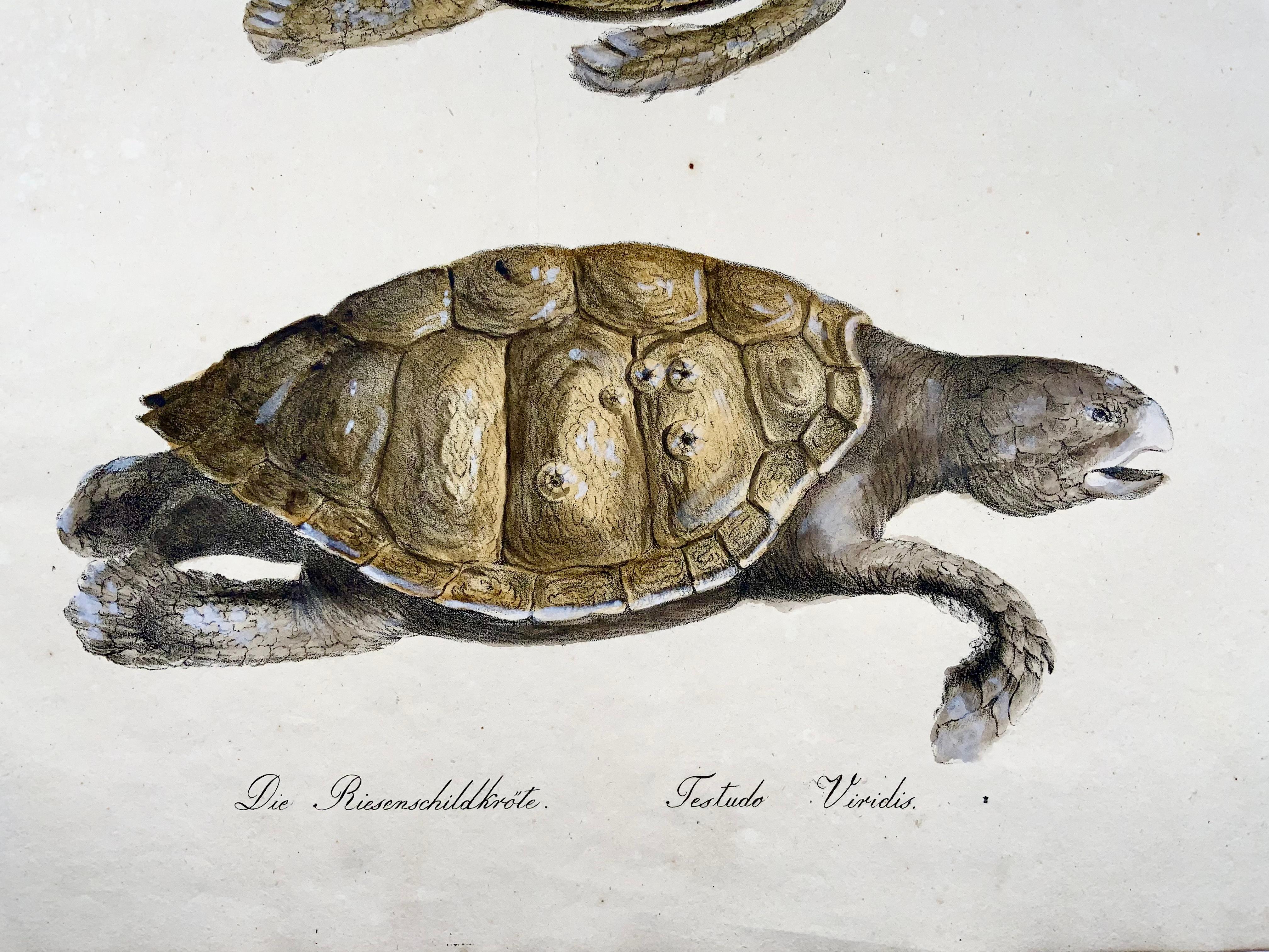 Suisse Turtles, Brodtmann, Imp. folio 42,5 cm, incunabulaire de la lithographie, 1816 en vente