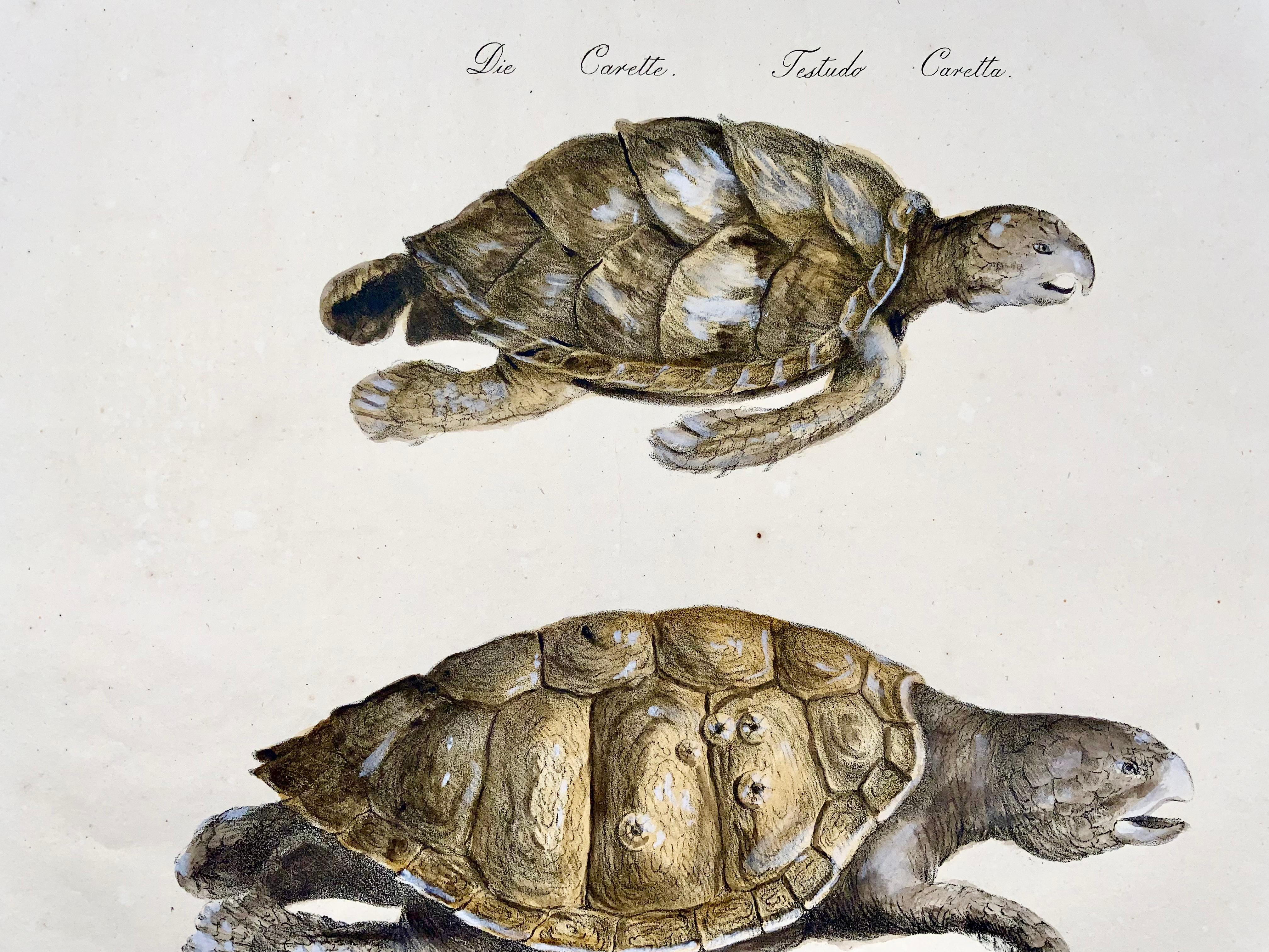 Peint à la main Turtles, Brodtmann, Imp. folio 42,5 cm, incunabulaire de la lithographie, 1816 en vente