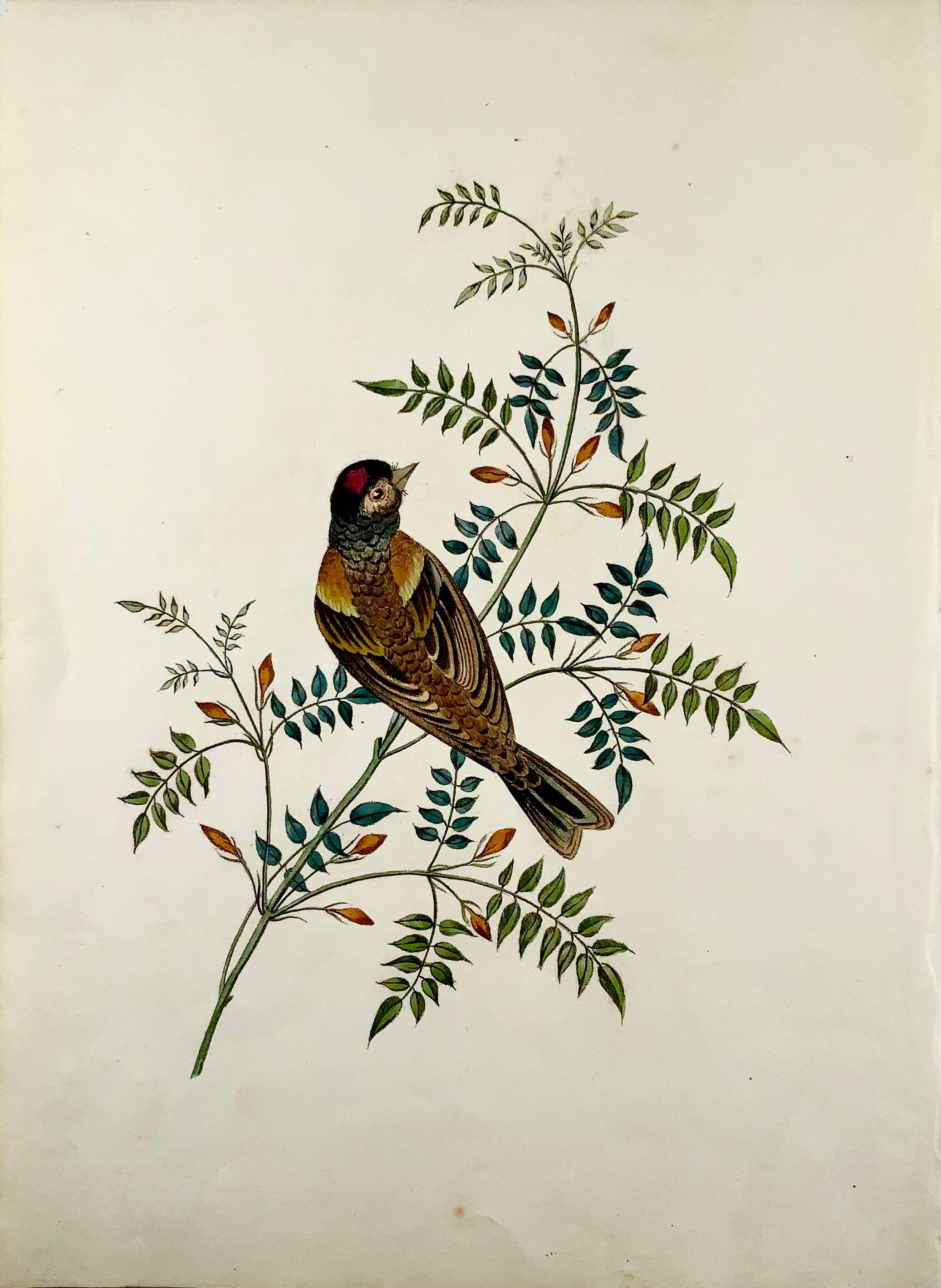 Finch

Fine large folio stipple engraving with hand colour.

On Turkey Mills Wattman paper.

Overall dimensions: 35.3 x 26 cm

Issued in Brookshaw’s scarce monograph: Six birds, accurately drawn and coloured after nature, with full