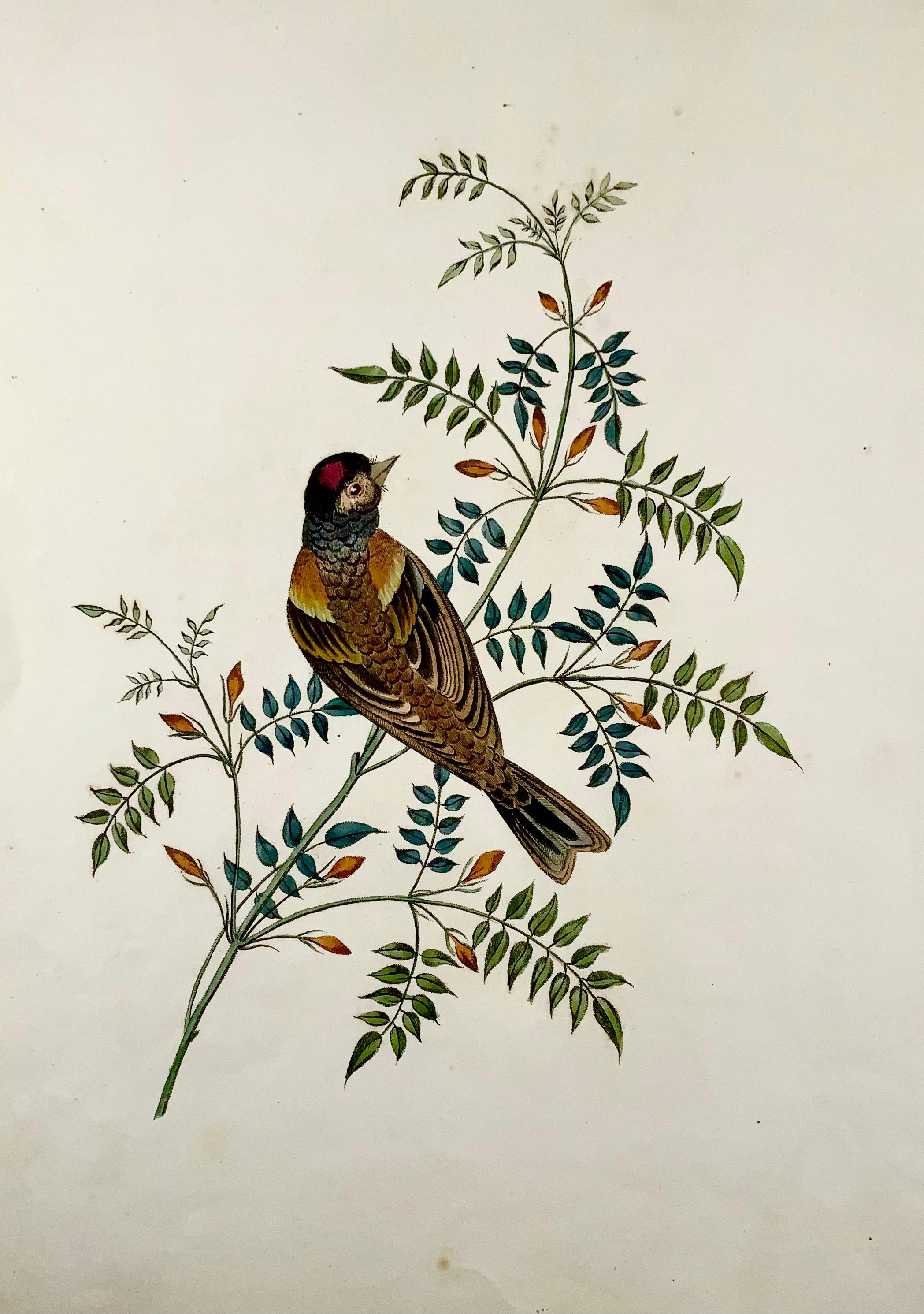 English 1819 George Brookshaw 'B 1751', Ornithology, Finch, Foliate Border For Sale