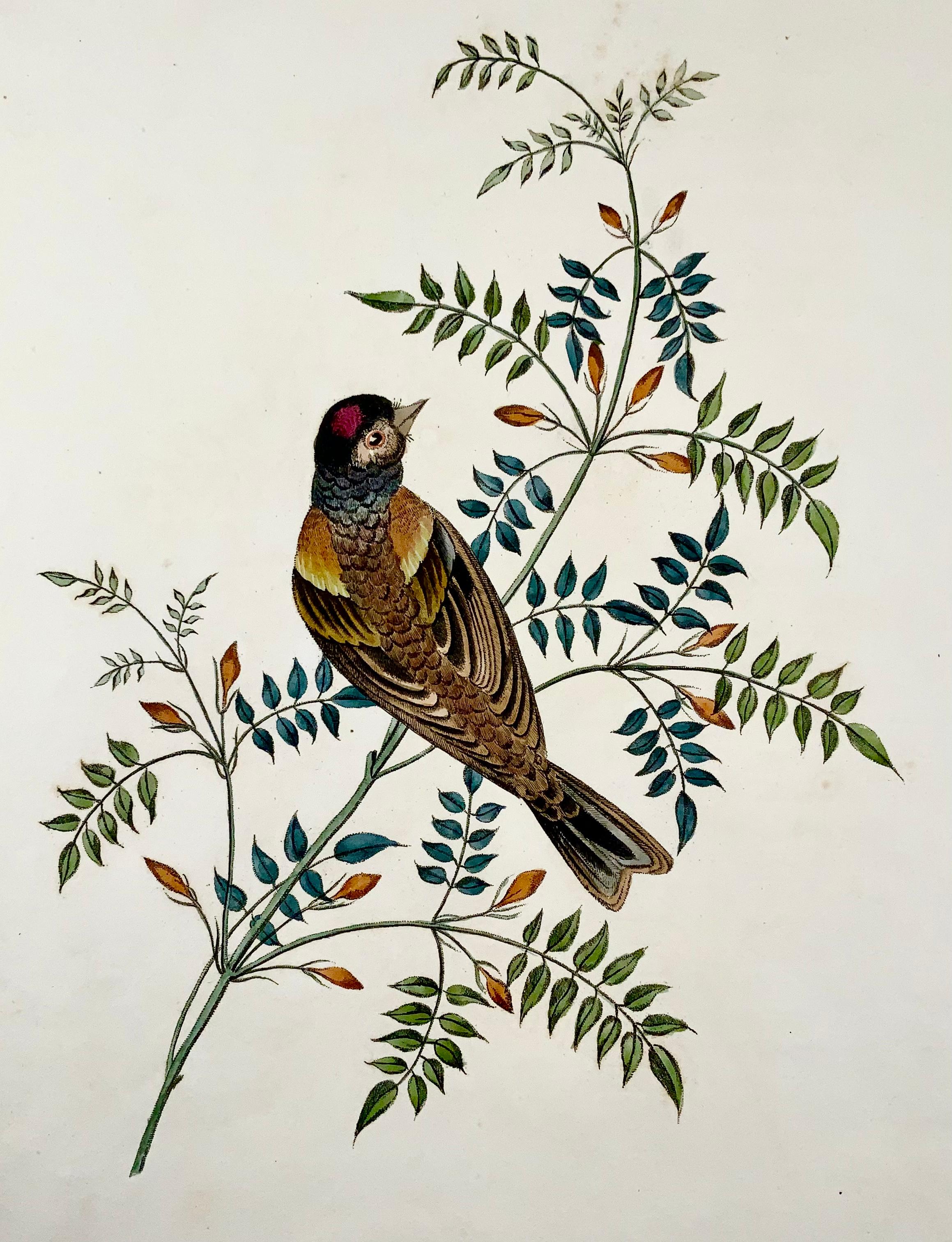 Hand-Painted 1819 George Brookshaw 'B 1751', Ornithology, Finch, Foliate Border For Sale