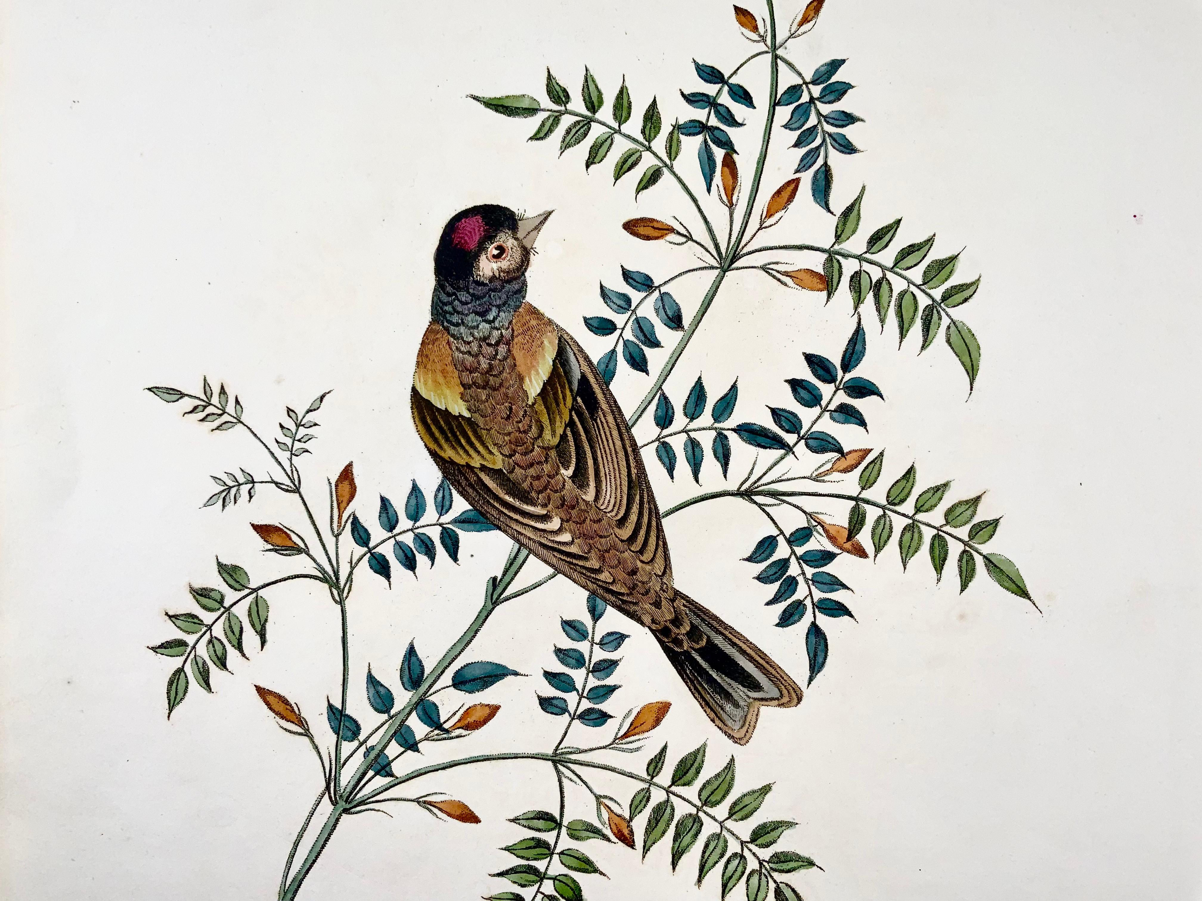 1819 George Brookshaw 'B 1751', Ornithology, Finch, Foliate Border In Good Condition For Sale In Norwich, GB
