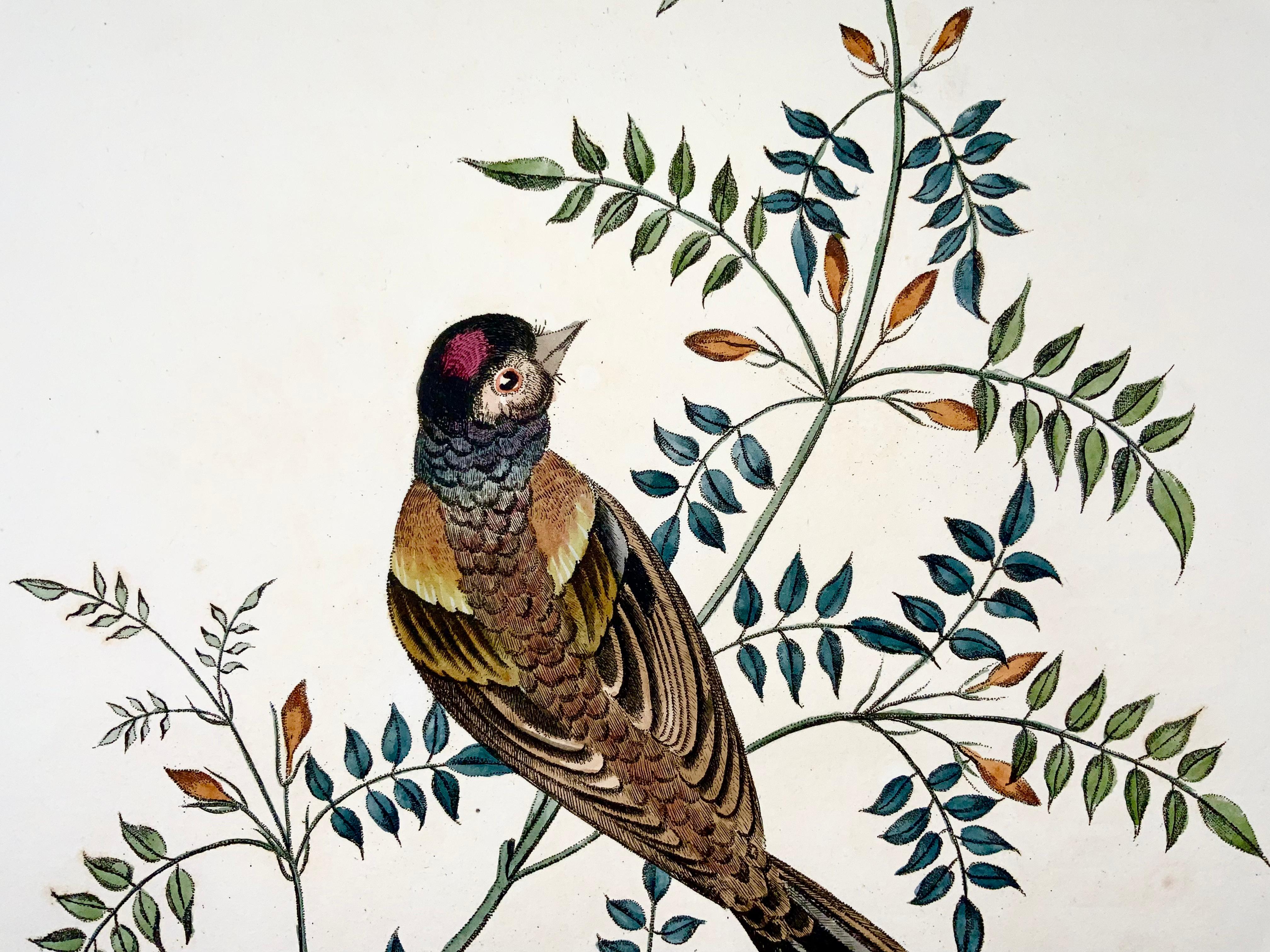 Mid-19th Century 1819 George Brookshaw 'B 1751', Ornithology, Finch, Foliate Border For Sale