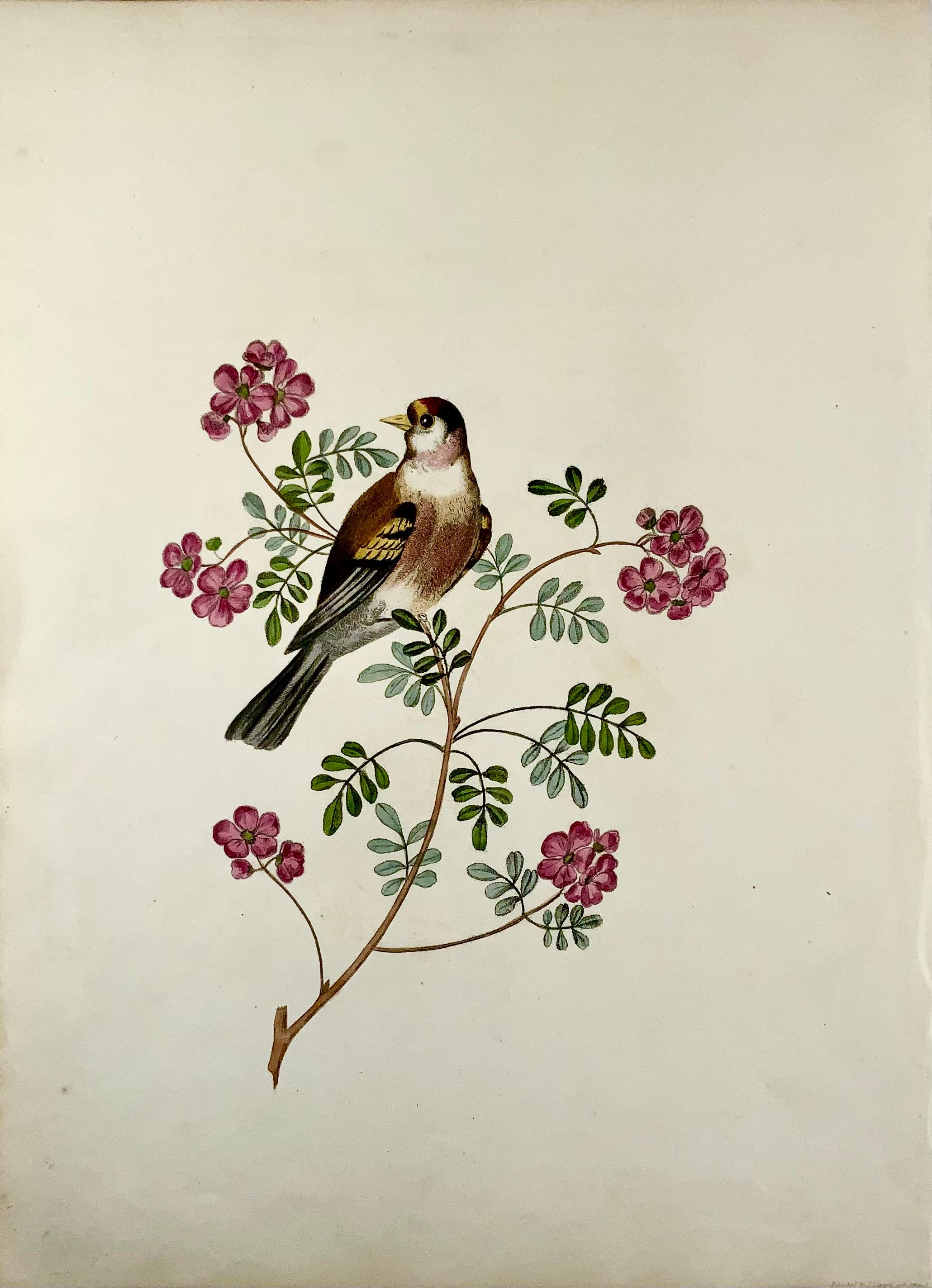 Goldfinch

Fine large folio stipple engraving with hand colour.

On Turkey Mills Wattman paper.

Overall dimensions: 35.3 x 26 cm

Issued in Brookshaw’s scarce monograph: Six birds, accurately drawn and coloured after nature, with full