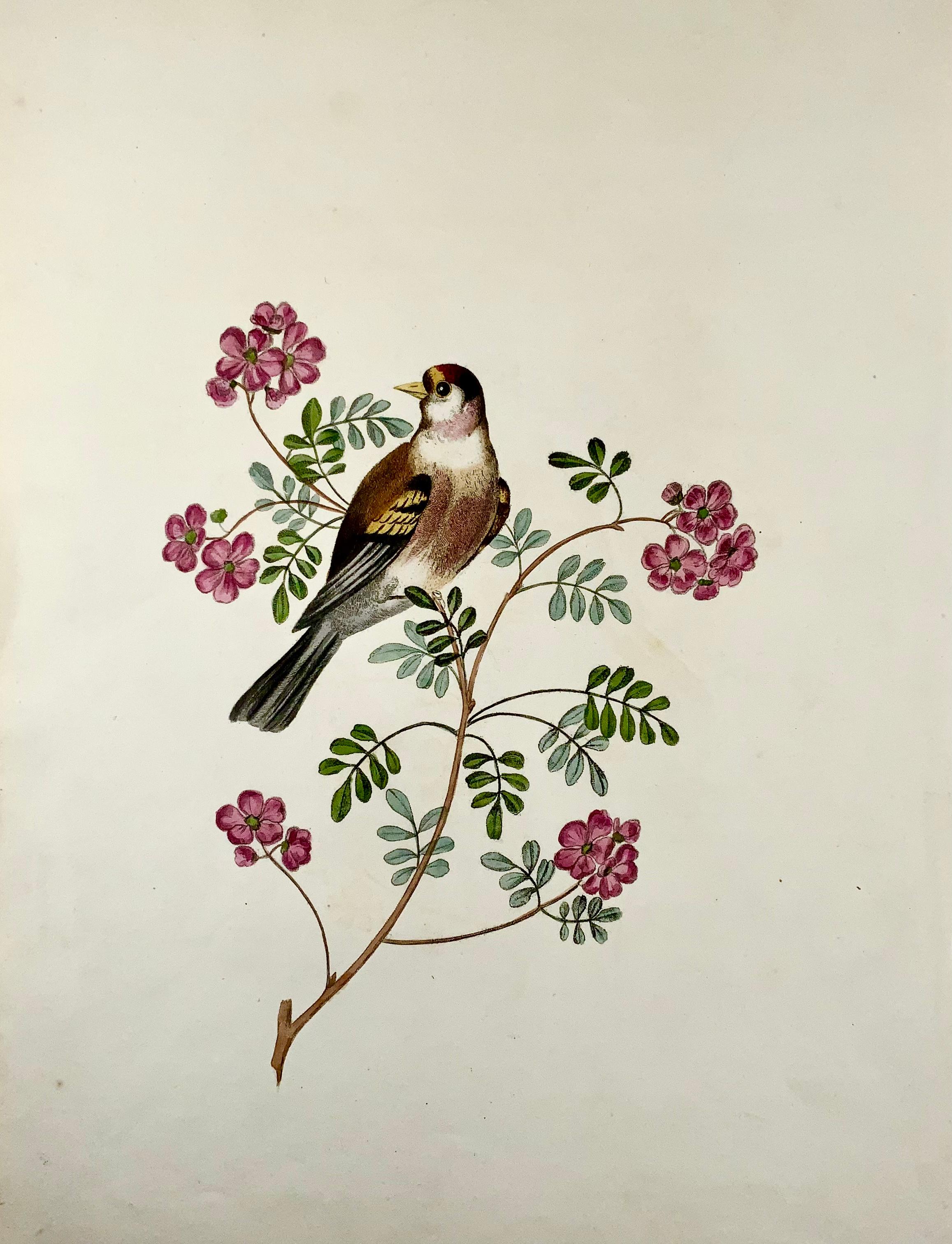 English 1819, George Brookshaw, Ornithology, Goldfich, Foliate Border For Sale