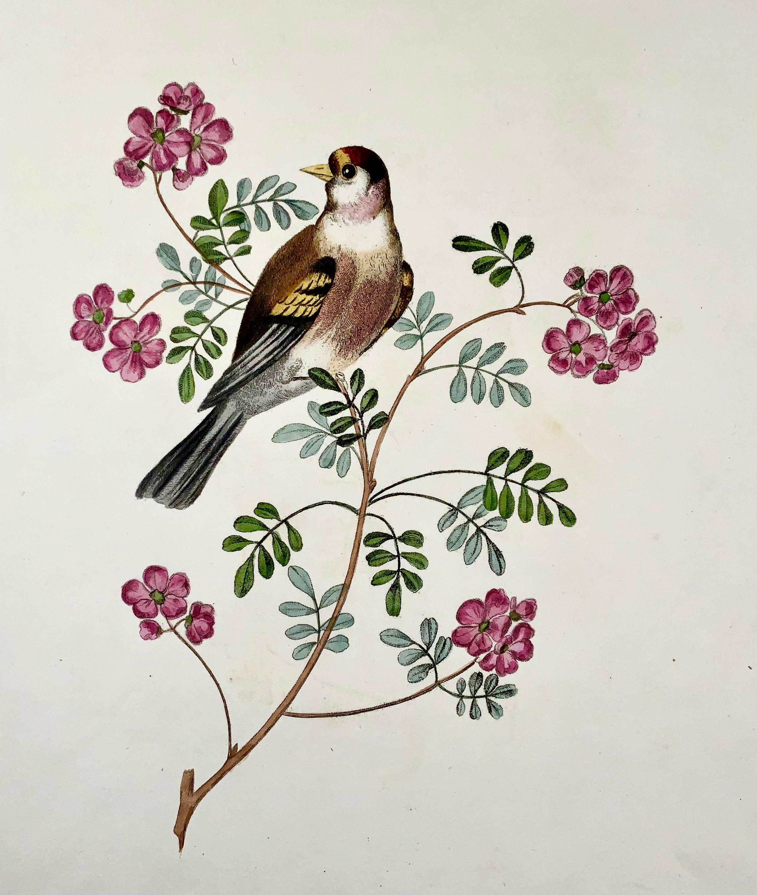 Hand-Painted 1819, George Brookshaw, Ornithology, Goldfich, Foliate Border For Sale