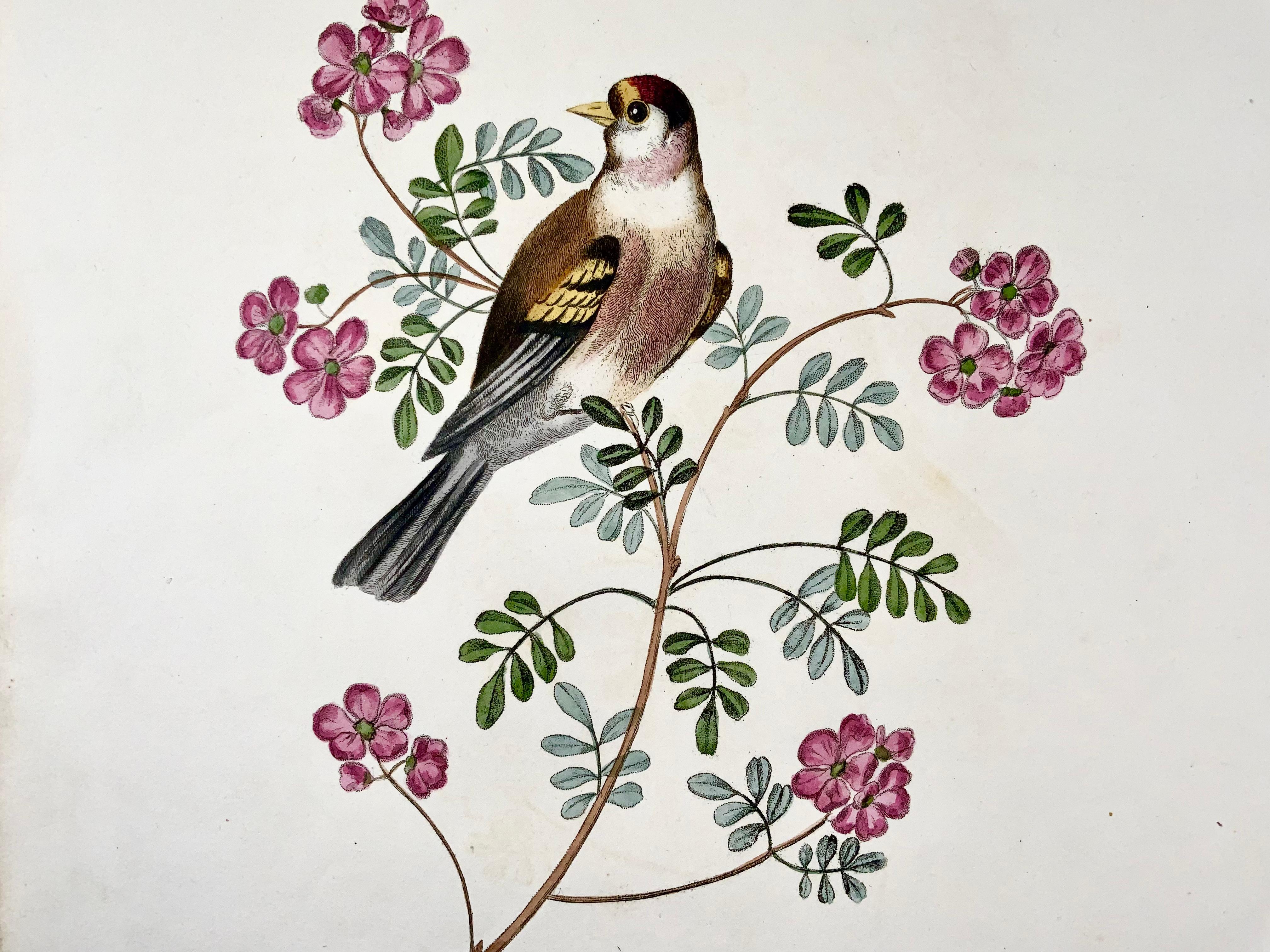 Mid-19th Century 1819, George Brookshaw, Ornithology, Goldfich, Foliate Border For Sale