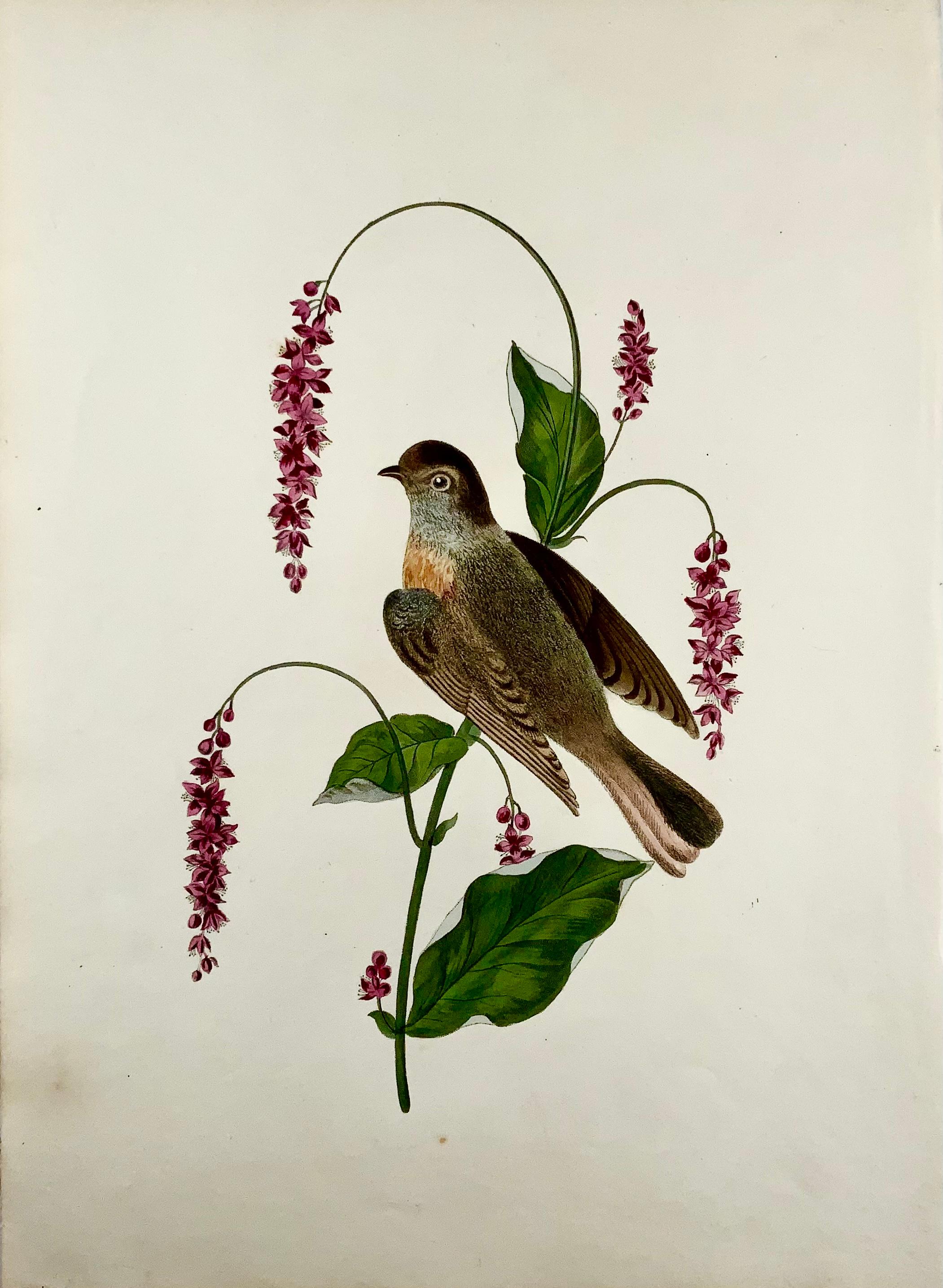English 1819 George Brookshaw, Ornithology, Redstart, Foliate Border For Sale