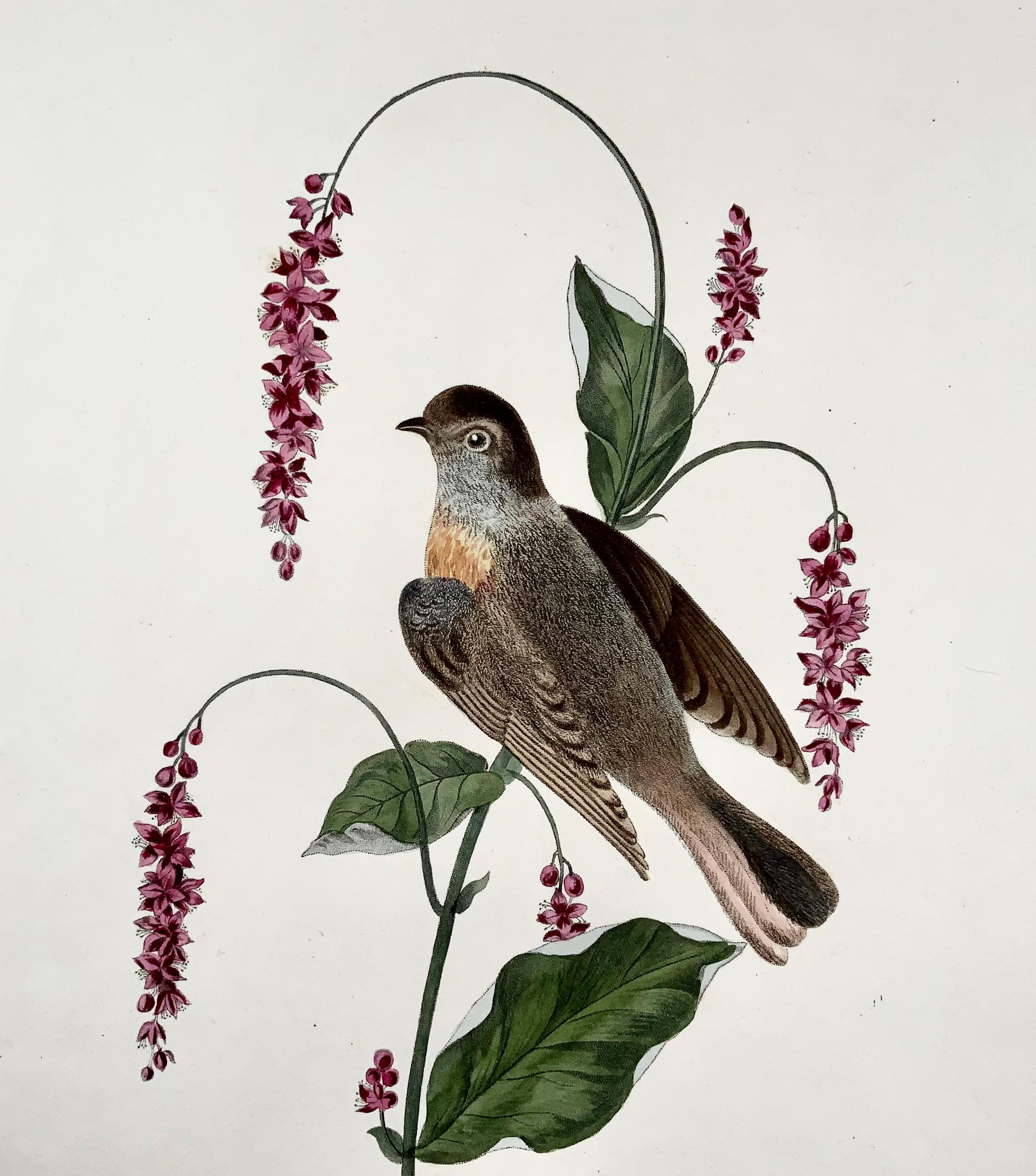 Hand-Painted 1819 George Brookshaw, Ornithology, Redstart, Foliate Border For Sale