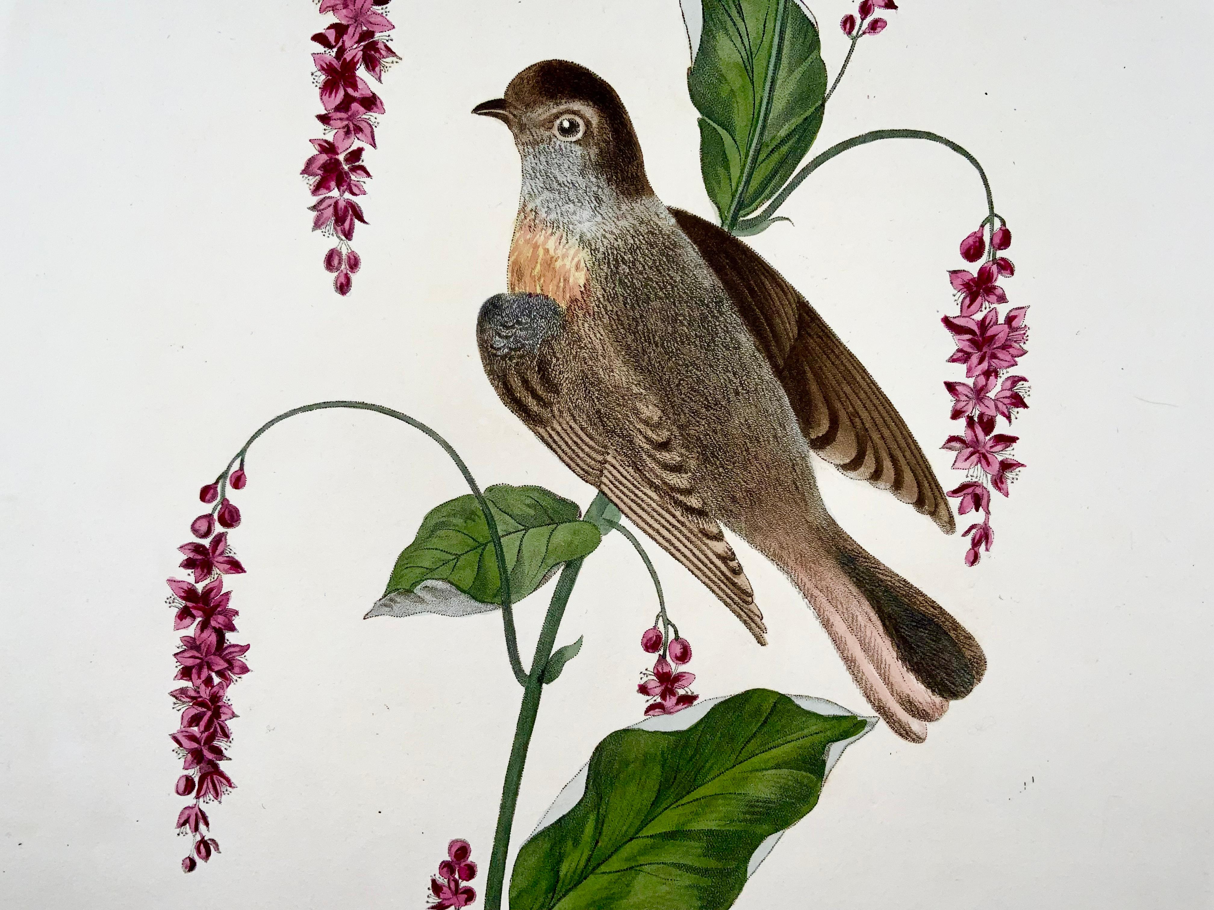 1819 George Brookshaw, Ornithology, Redstart, Foliate Border In Good Condition For Sale In Norwich, GB