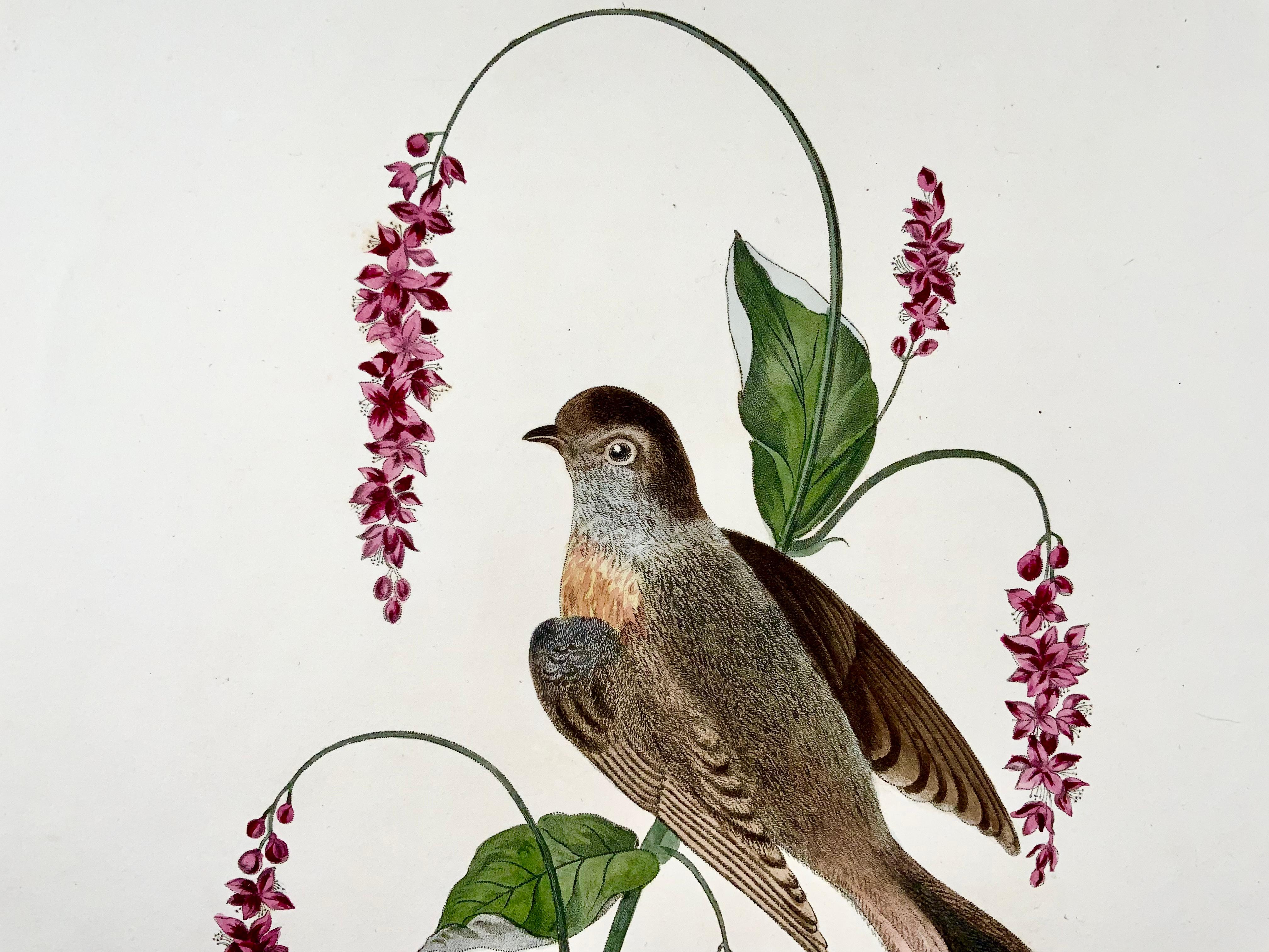 Mid-19th Century 1819 George Brookshaw, Ornithology, Redstart, Foliate Border For Sale