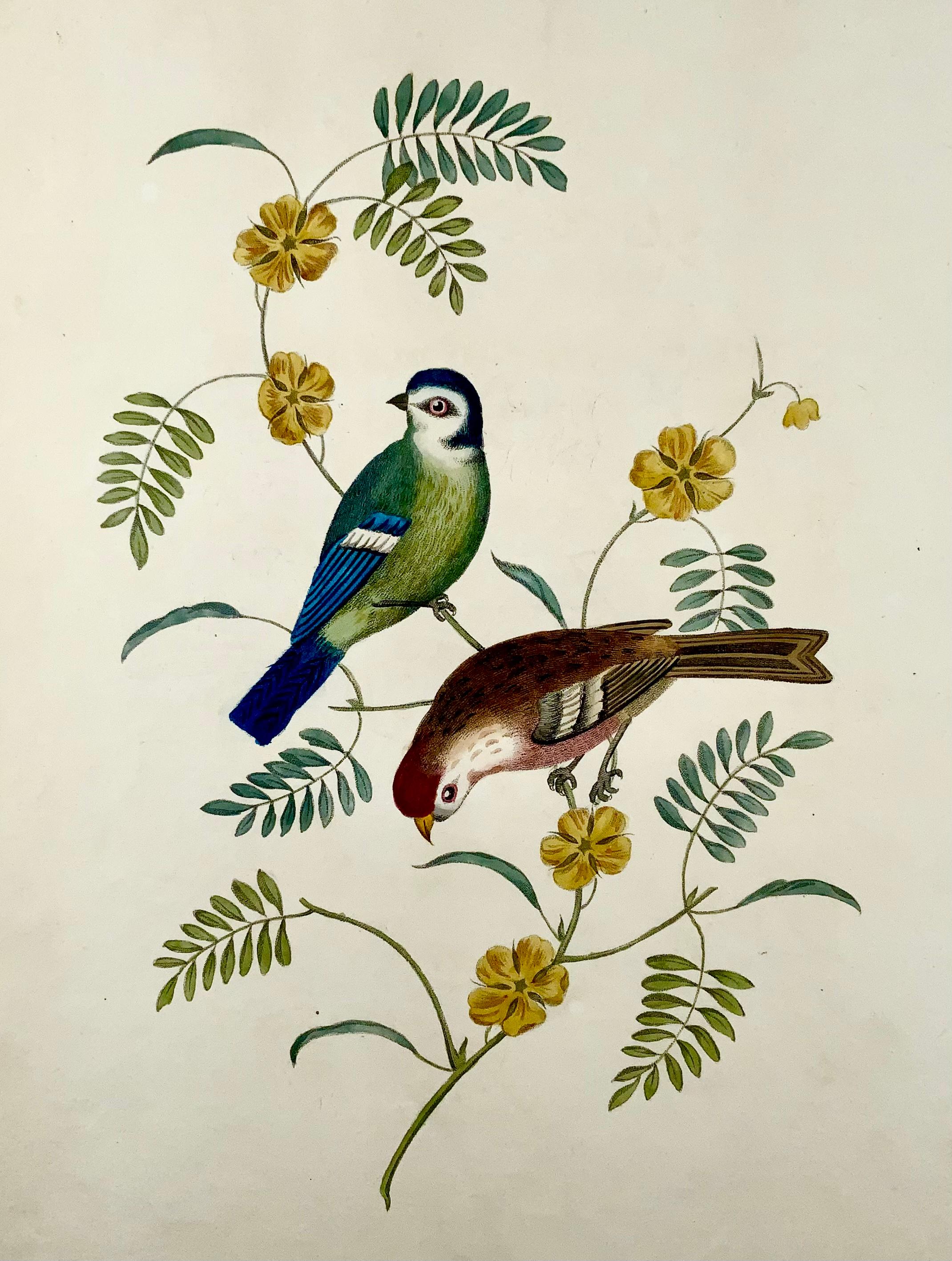 English 1819 George Brookshaw (b 1751), ornithology, Tom tit & Redpoll, foliate border For Sale