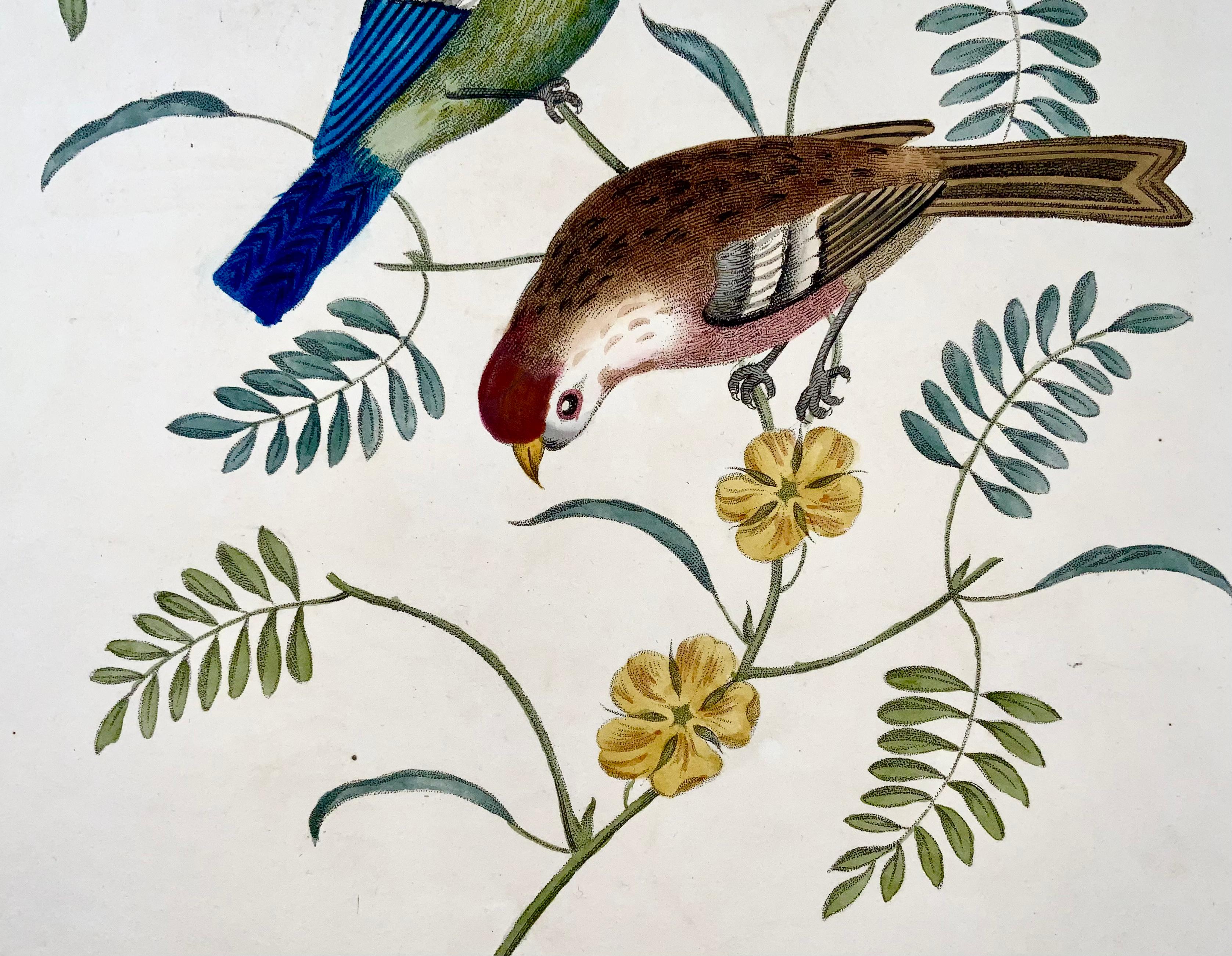 Hand-Painted 1819 George Brookshaw (b 1751), ornithology, Tom tit & Redpoll, foliate border For Sale