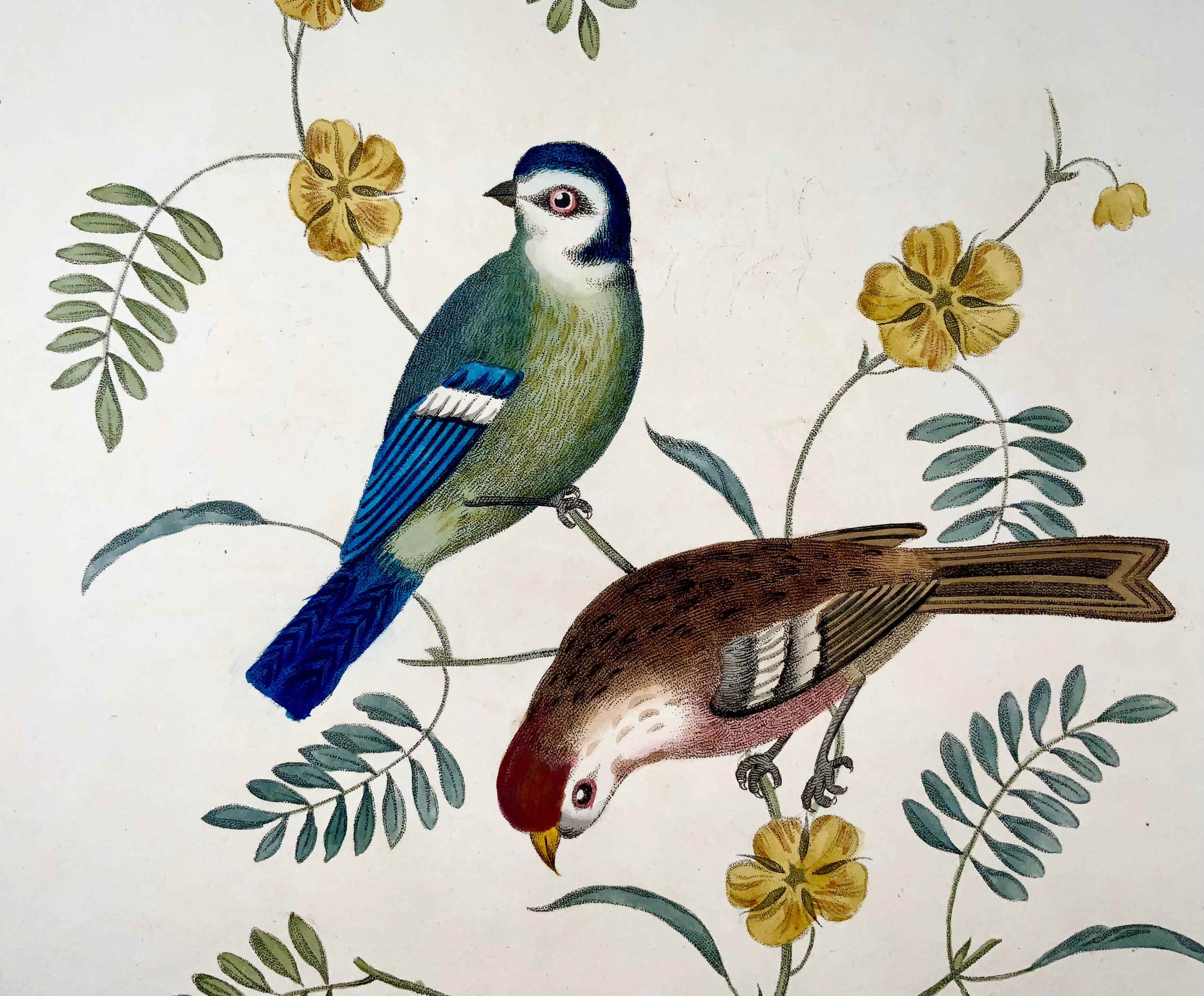 George Brookshaw (né en 1751), ornithologie, Tom tit & Redpoll, bordure feuillagée Bon état - En vente à Norwich, GB