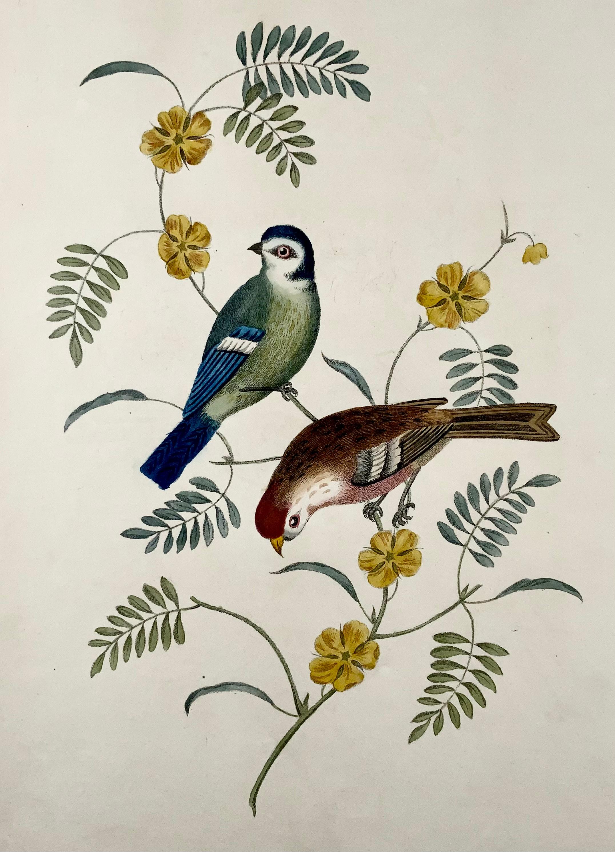 Milieu du XIXe siècle George Brookshaw (né en 1751), ornithologie, Tom tit & Redpoll, bordure feuillagée en vente