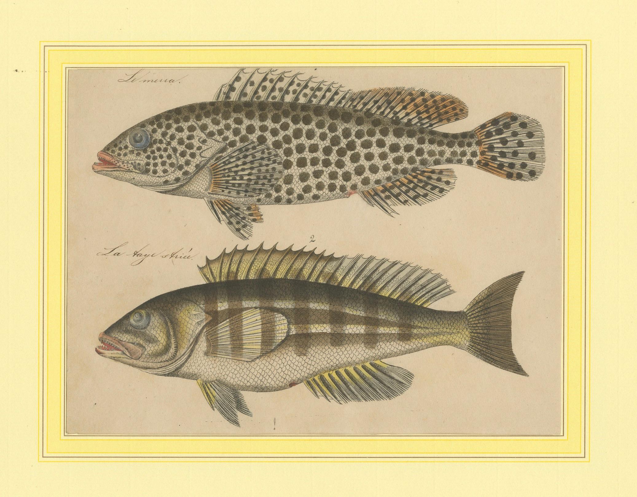 1819 Marine Splendor: Original Hand-Colored Engravings of Fishes For Sale 6