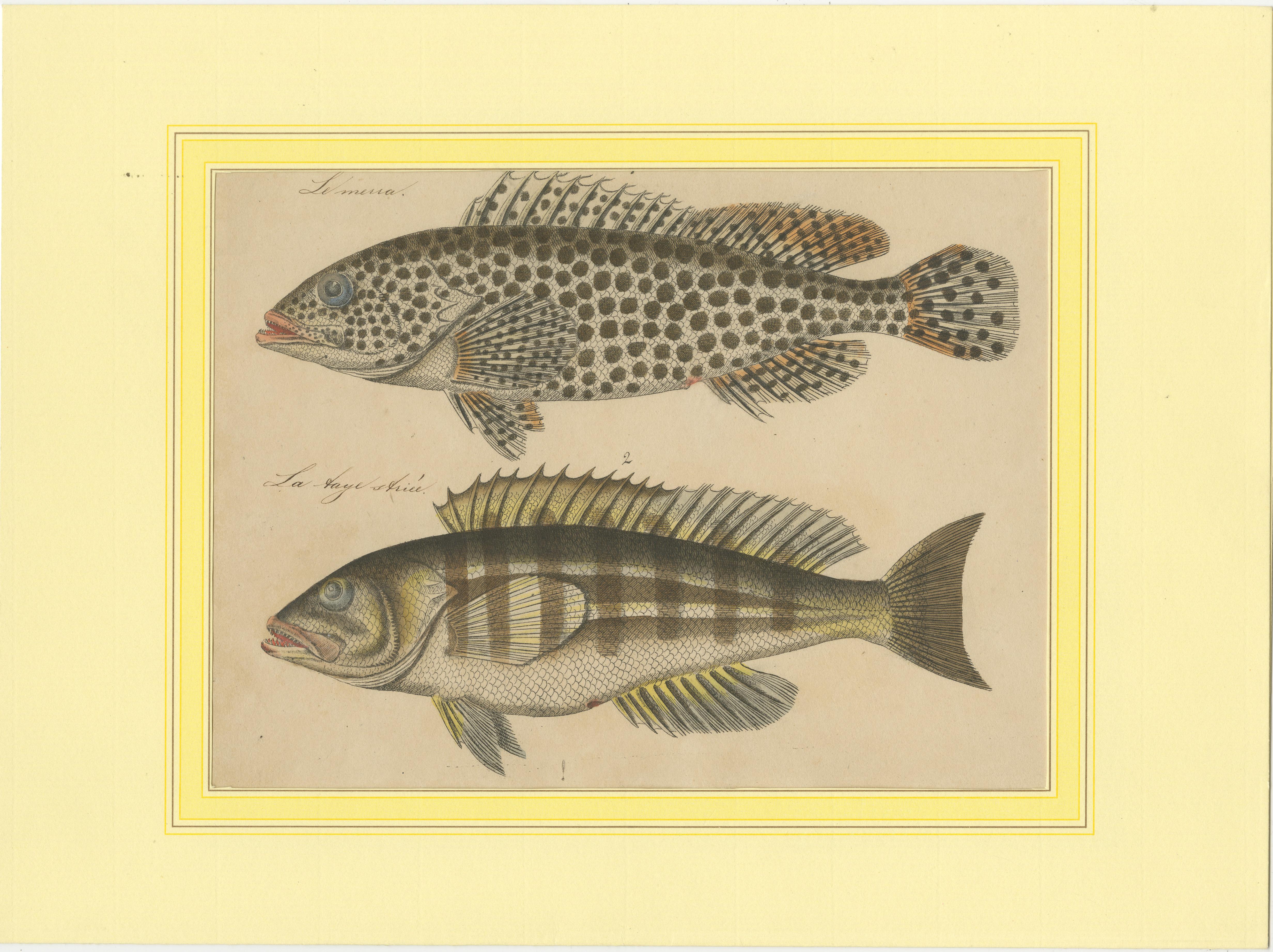 The fishes in the images are  part of a genus that includes groupers. They are likely from 